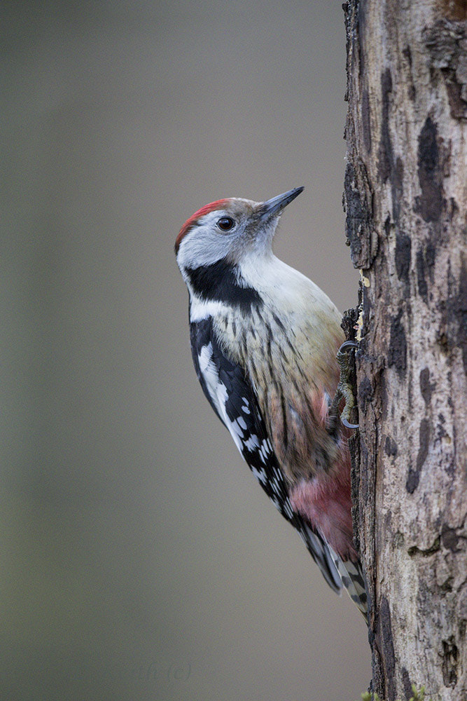 Canon EF 500mm F4L IS II USM sample photo. Séresville photography