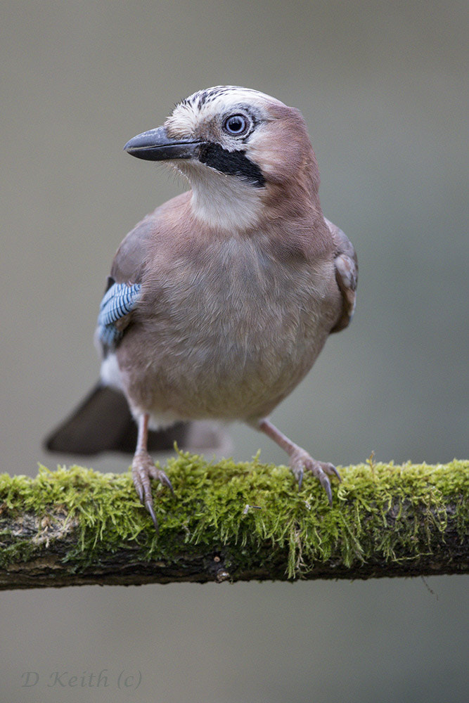 Canon EOS 7D Mark II + Canon EF 500mm F4L IS II USM sample photo. Séresville photography