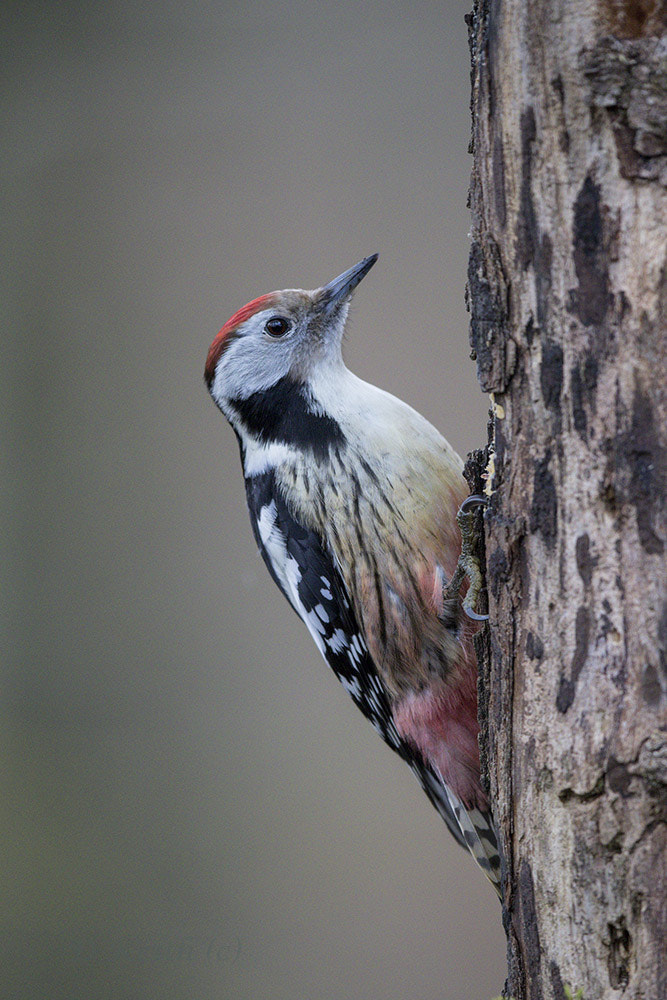 Canon EF 500mm F4L IS II USM sample photo. Séresville photography