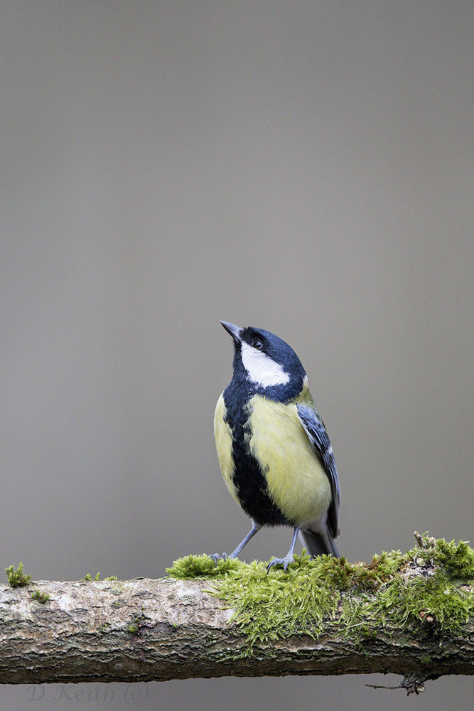 Canon EOS 7D Mark II + Canon EF 500mm F4L IS II USM sample photo. Séresville photography