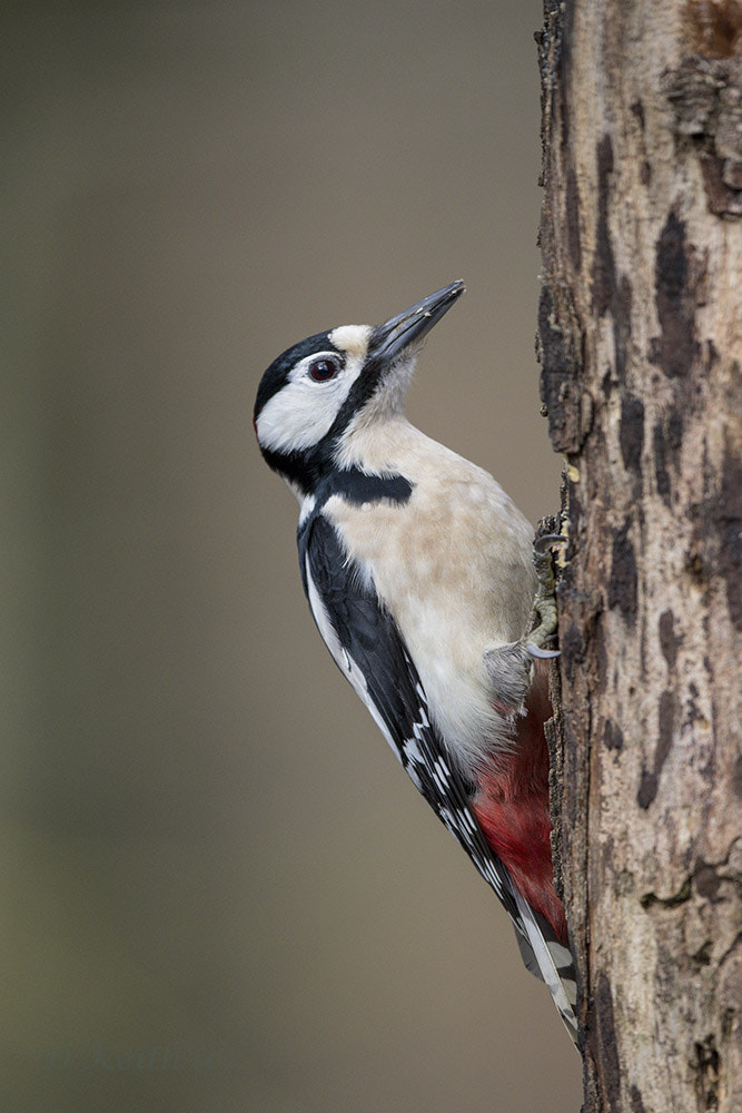Canon EF 500mm F4L IS II USM sample photo. Séresville photography