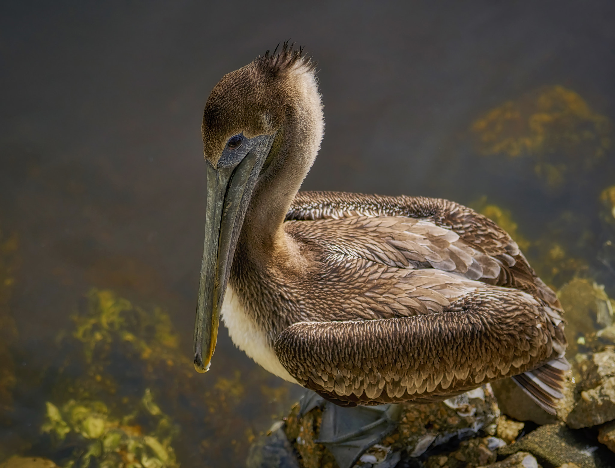 Sony a6300 sample photo. The pelican photography