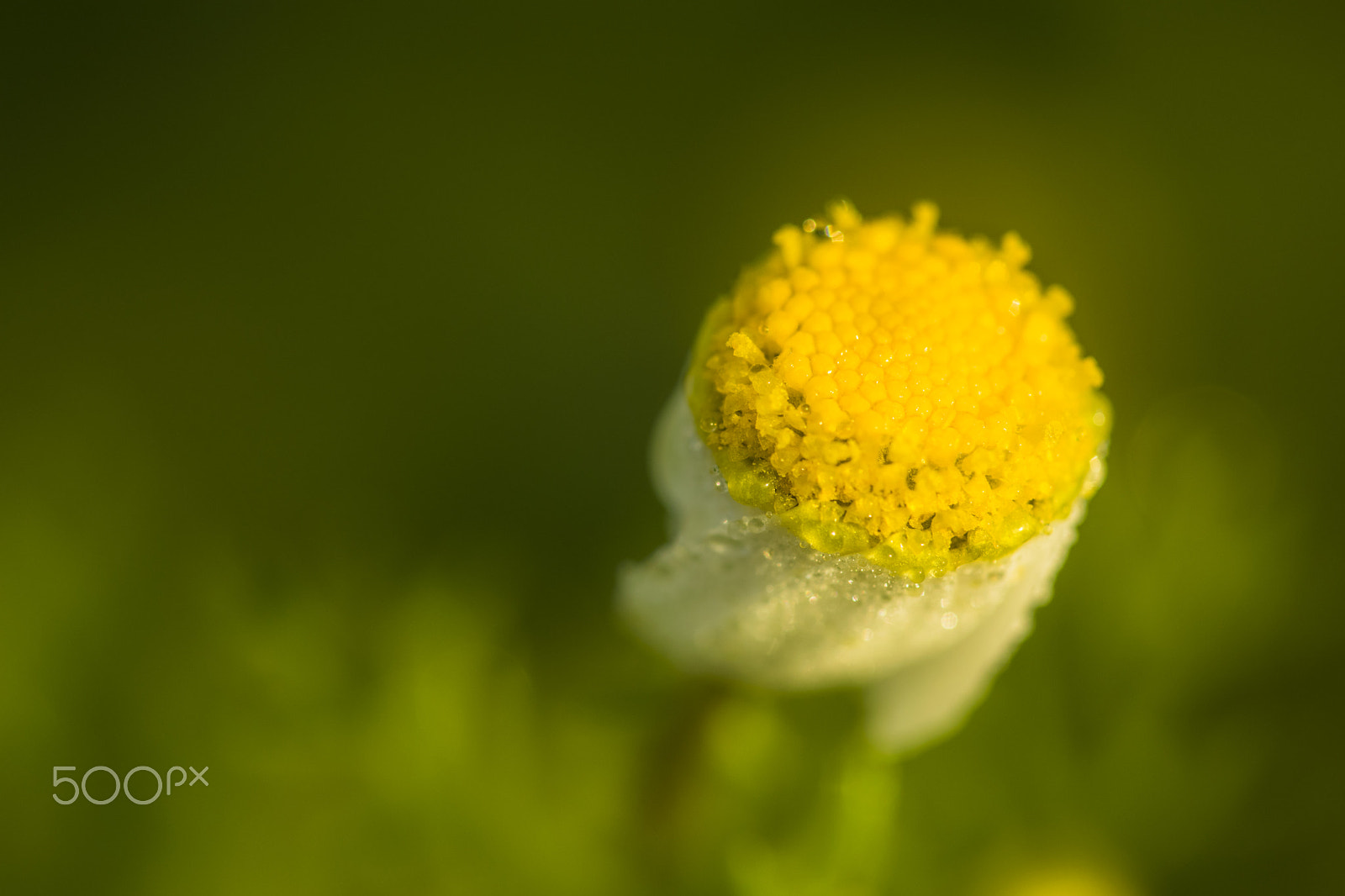 Sigma 150mm F2.8 EX DG Macro HSM sample photo. Sunny daisy photography