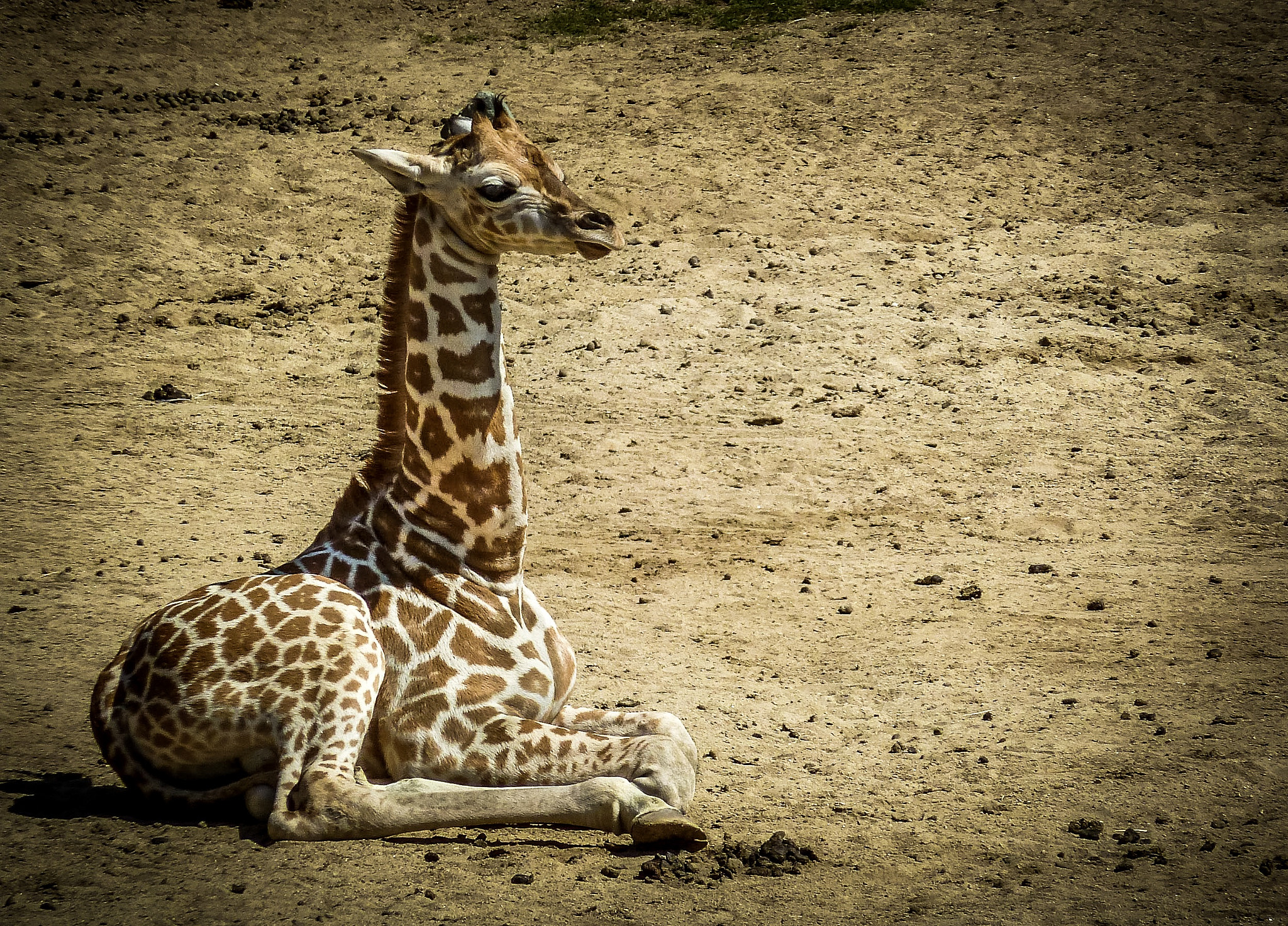 Panasonic Lumix DMC-ZS7 (Lumix DMC-TZ10) sample photo. Baby giraffe - san diego, ca photography