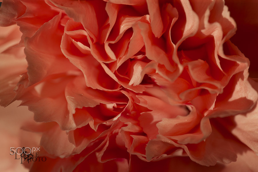 Canon EF 180mm F3.5L Macro USM sample photo. Carnation photography