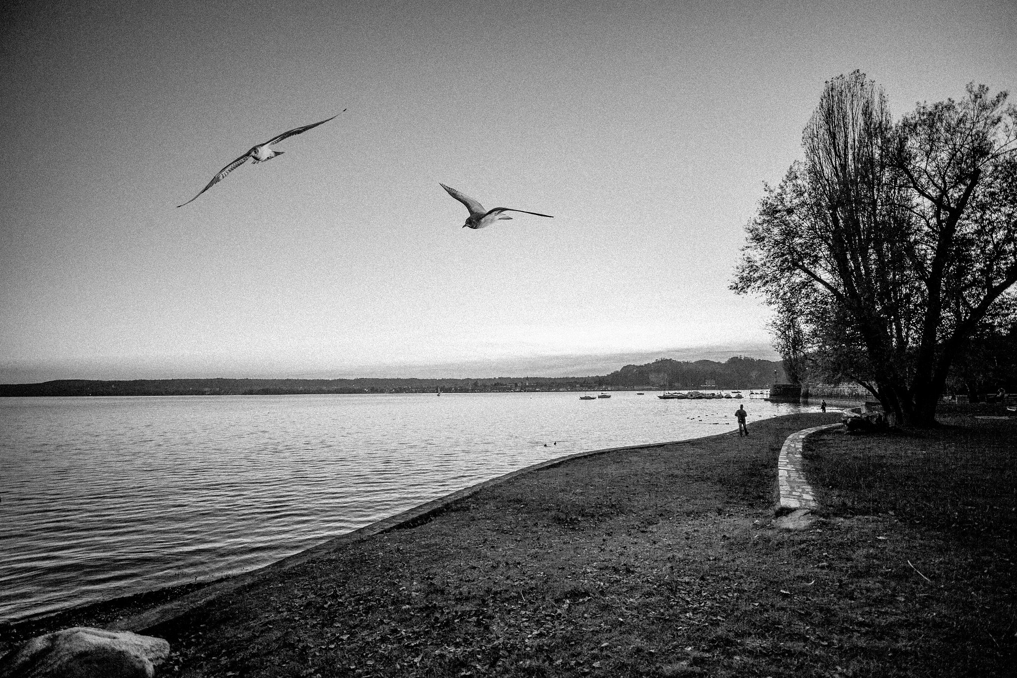 Canon EOS-1D X sample photo. 1965 - gavirate (italy) photography