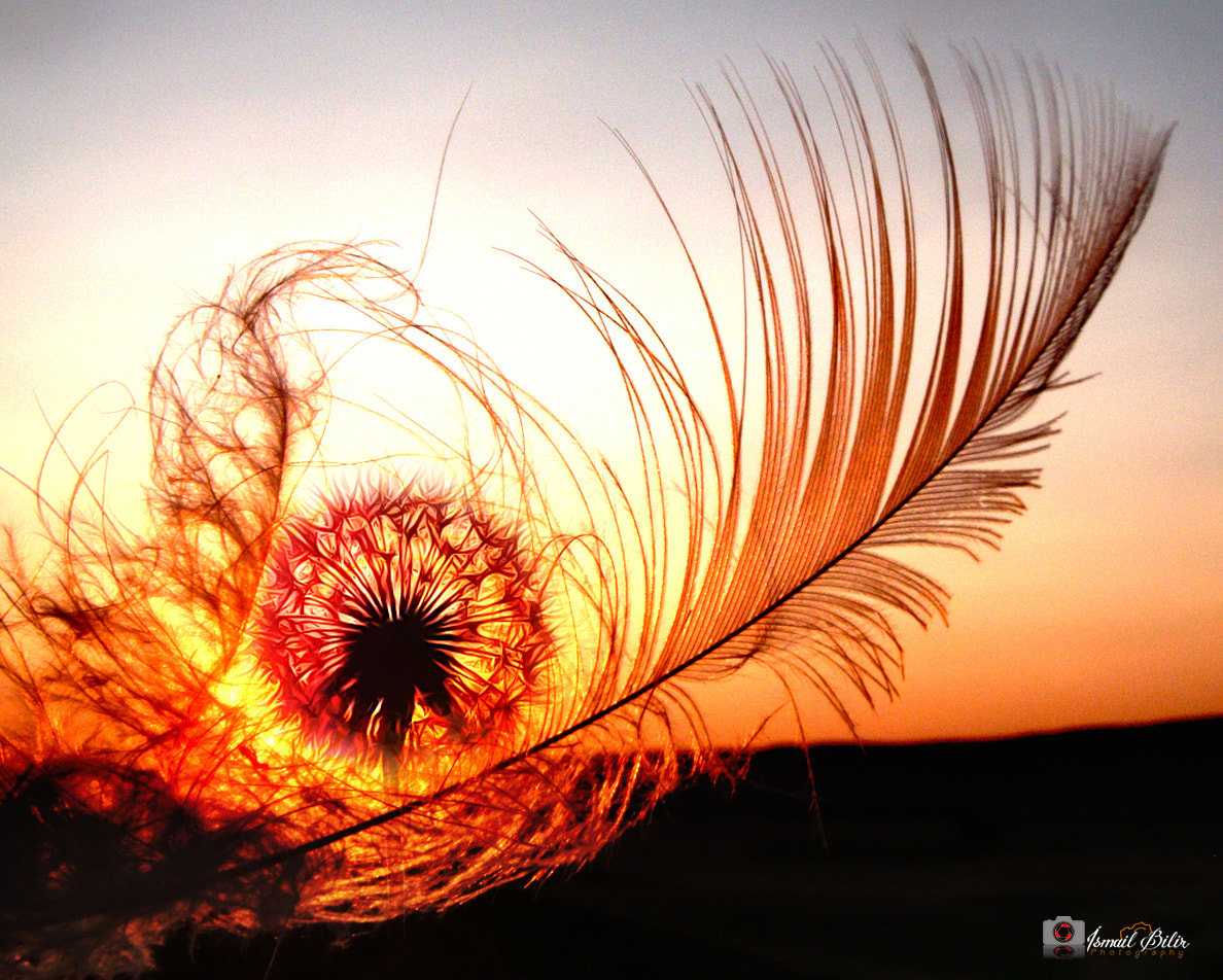 Fujifilm FinePix Z35 sample photo. Feather art photography