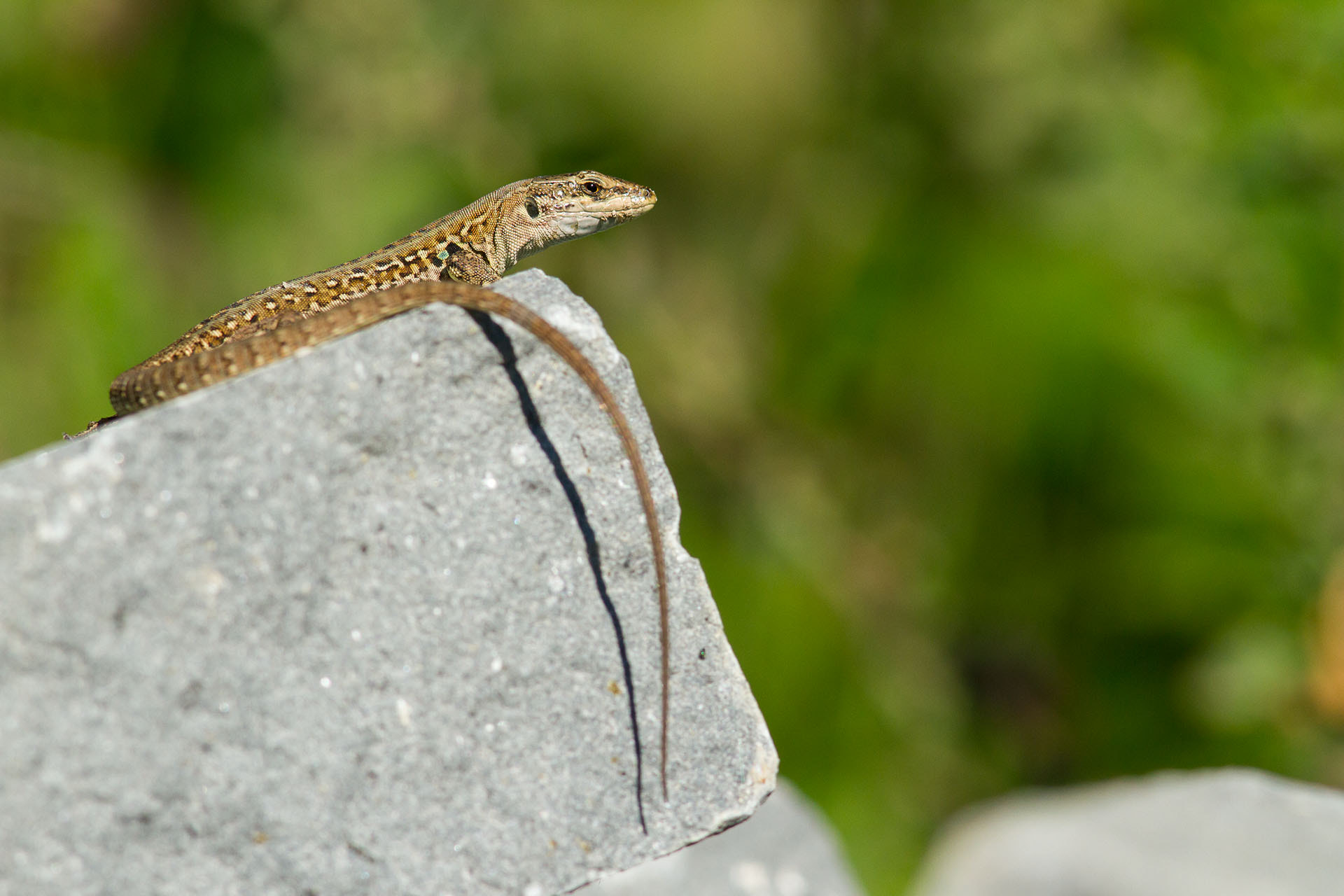 Canon EOS 7D + Canon EF 300mm F4L IS USM sample photo. Under the sun photography