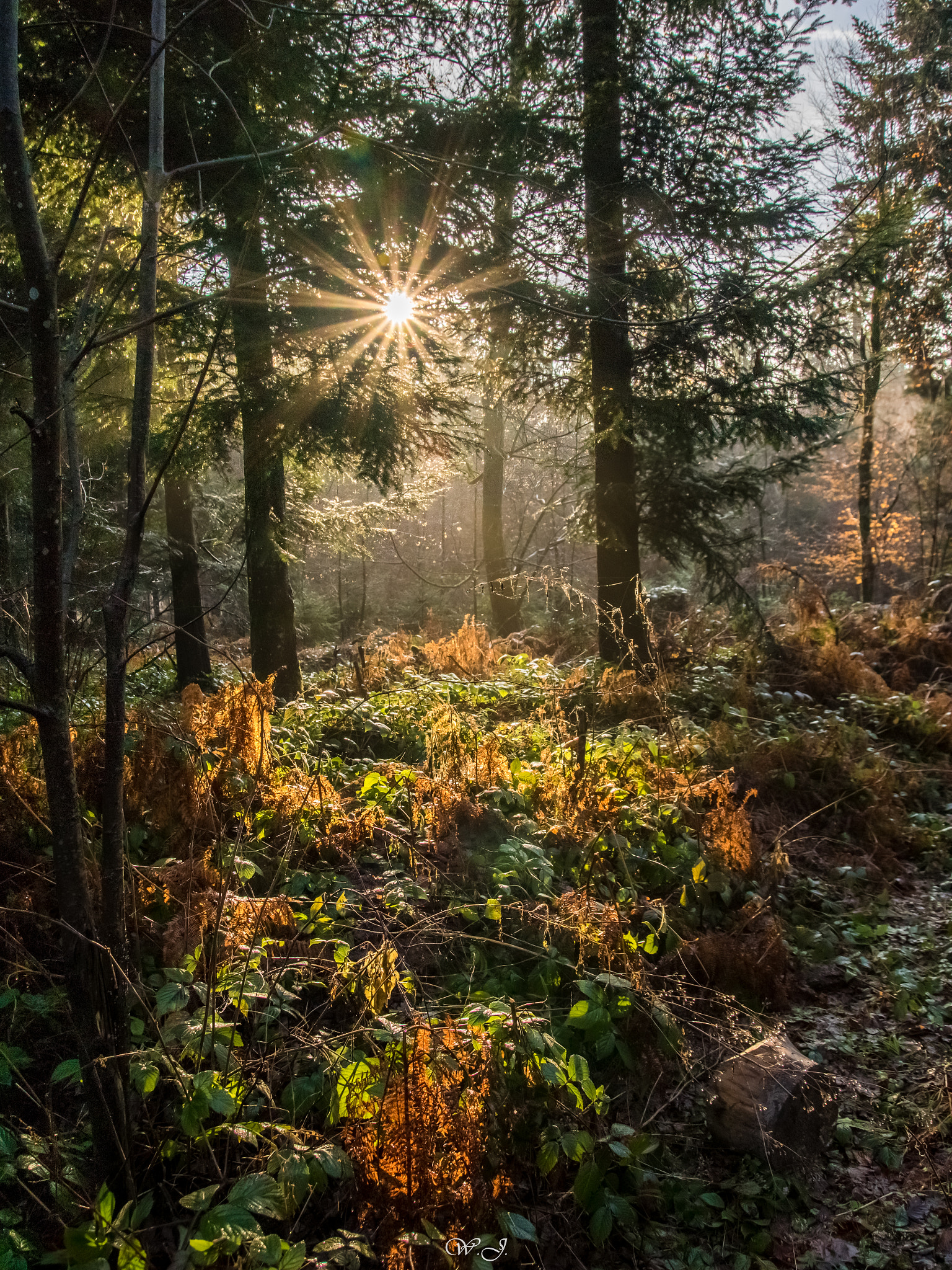 Sony ILCA-77M2 sample photo. Morning colors photography