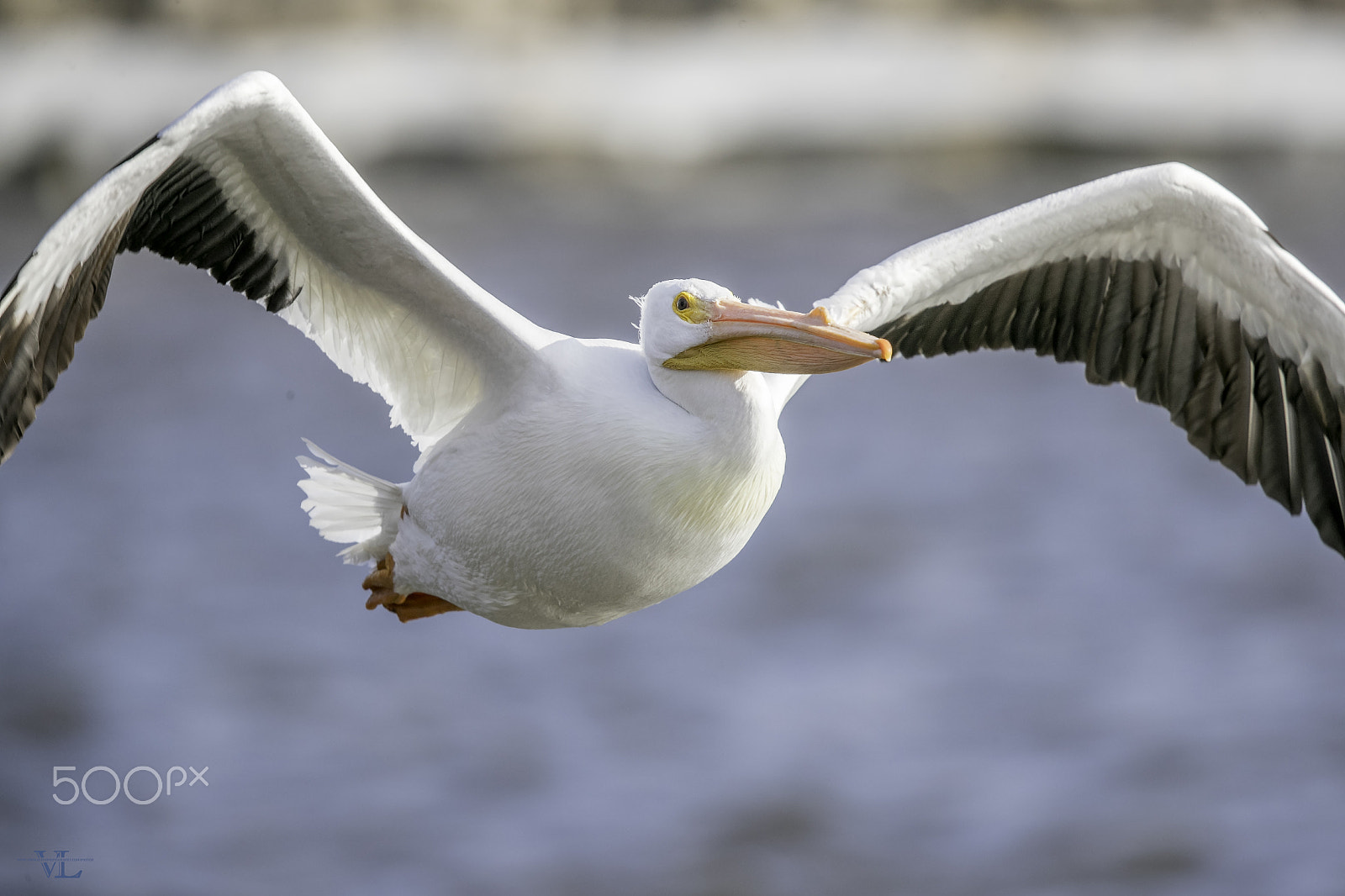 Canon EF 600mm F4L IS II USM sample photo. Pelican photography