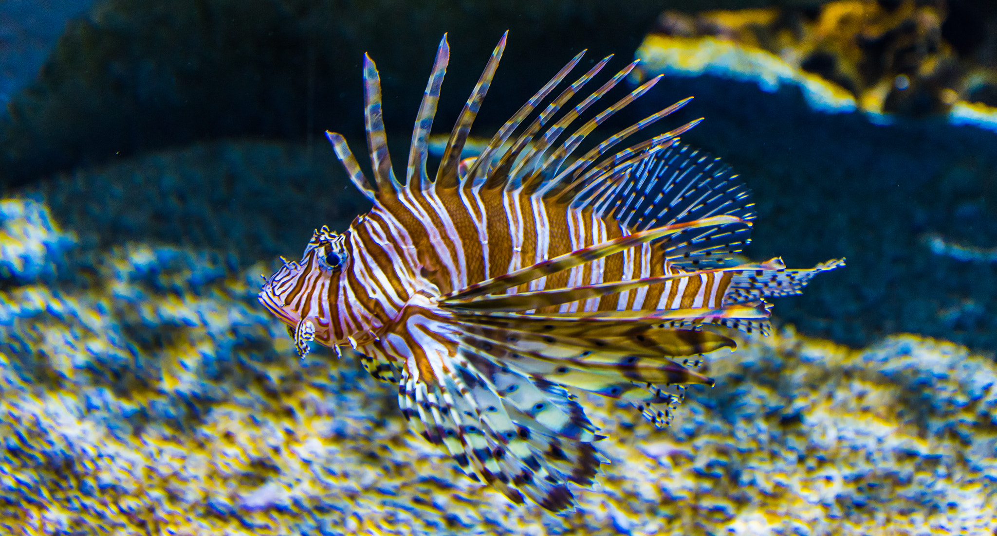 Nikon D810 + Nikon AF-S Nikkor 24-85mm F3.5-4.5G ED VR sample photo. Aquarium scorpion fish photography