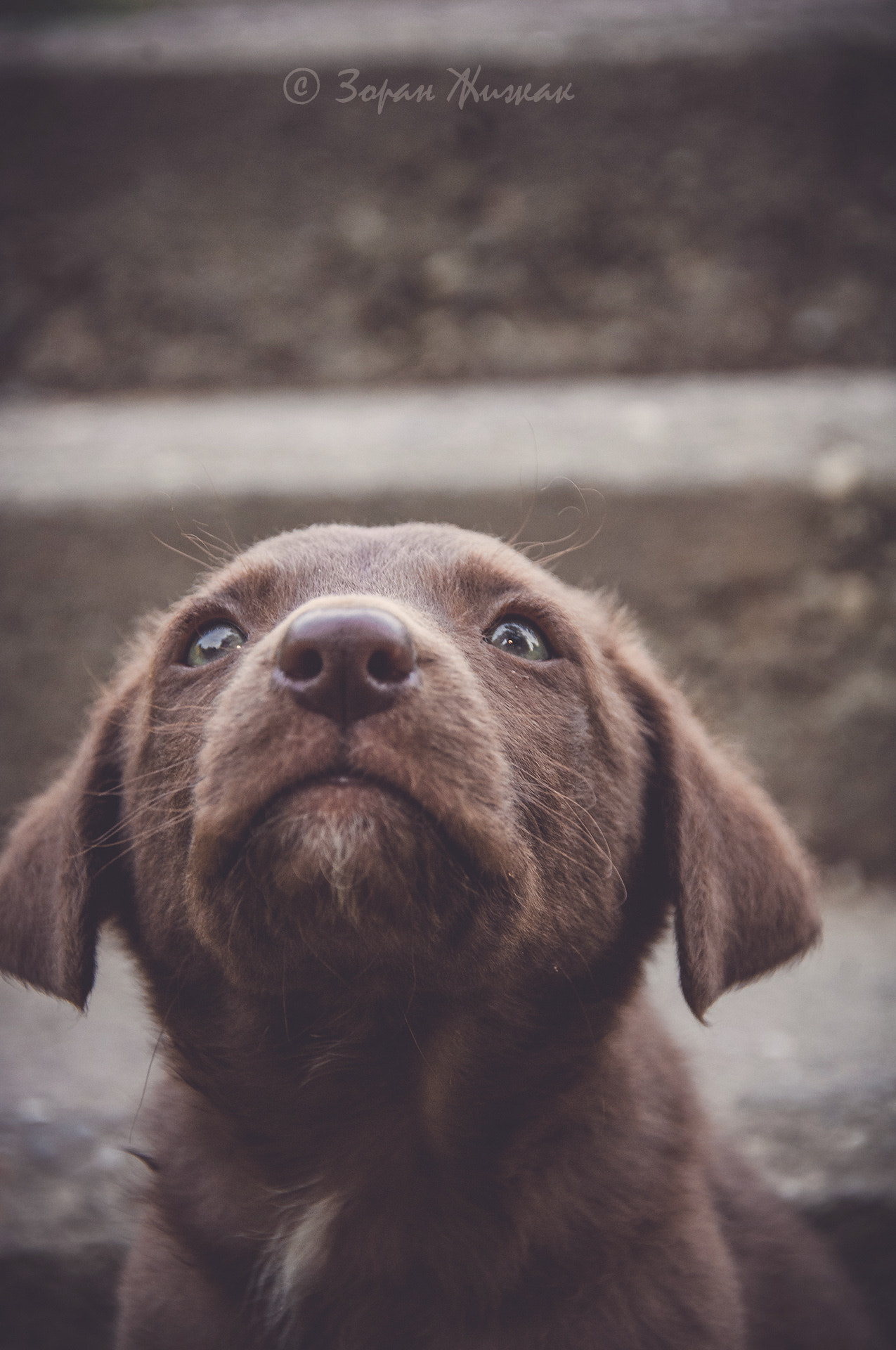Nikon D2X sample photo. Cute little puppy :) photography