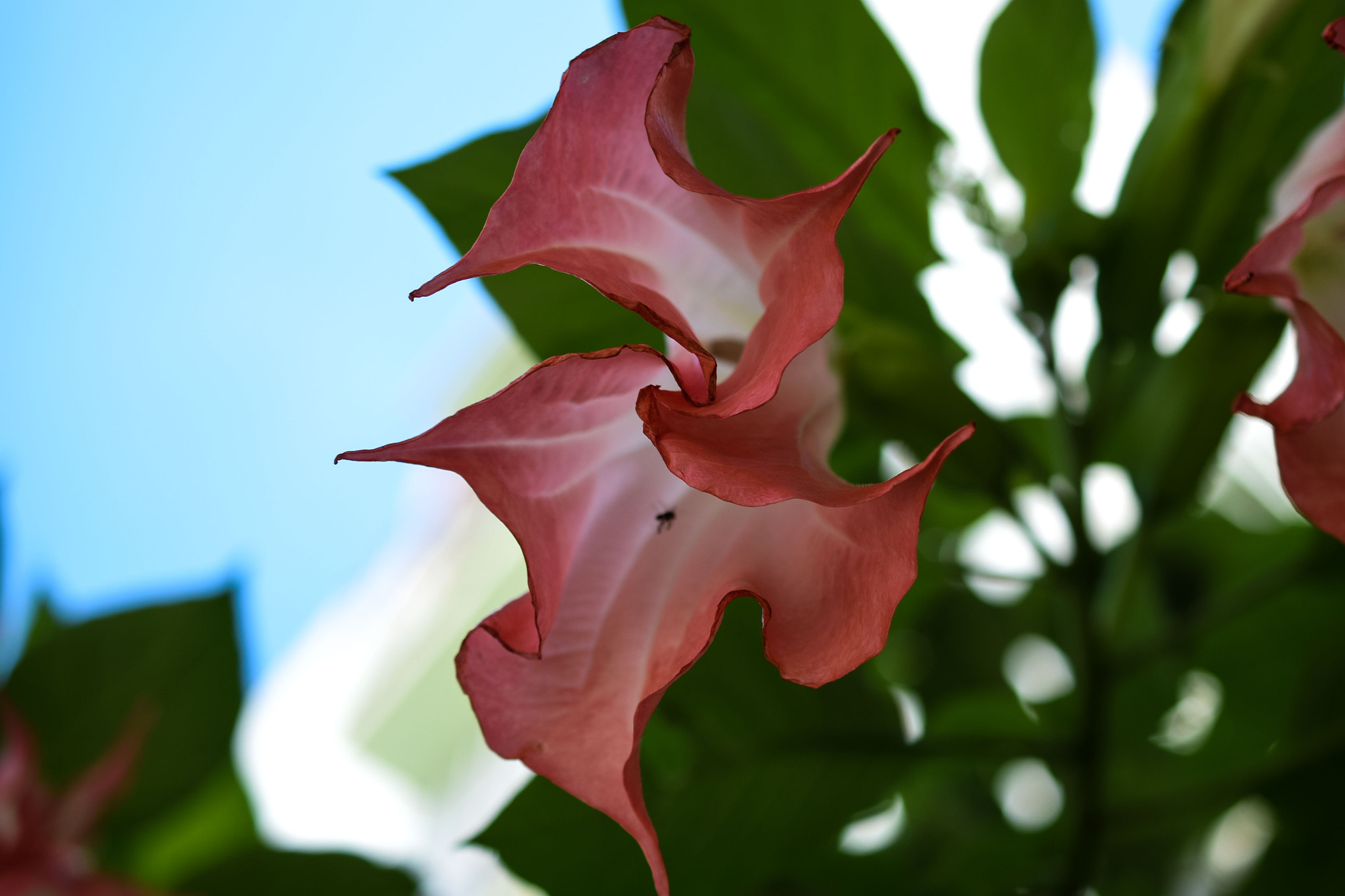 Nikon AF-S DX Micro Nikkor 40mm F2.8 sample photo. Flor diferente photography