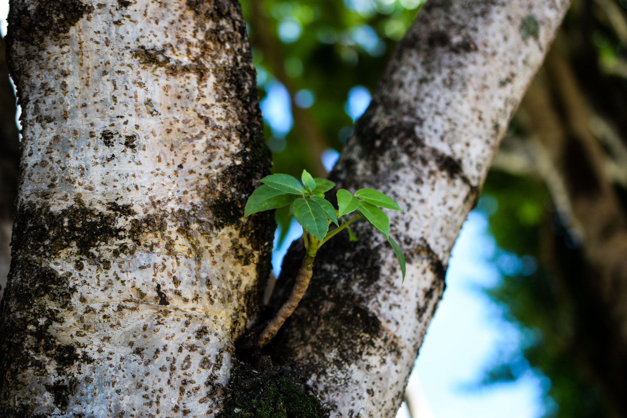 Nikon AF-S DX Micro Nikkor 40mm F2.8 sample photo. Uma arvore dentro da outra photography