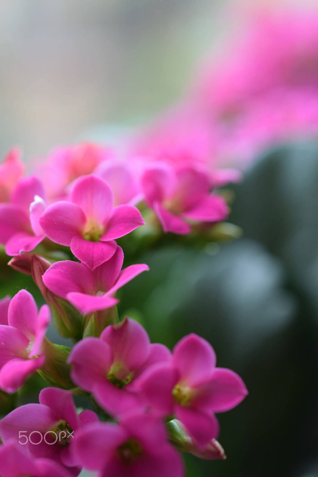 Nikon AF-S DX Micro Nikkor 40mm F2.8 sample photo. Pink photography