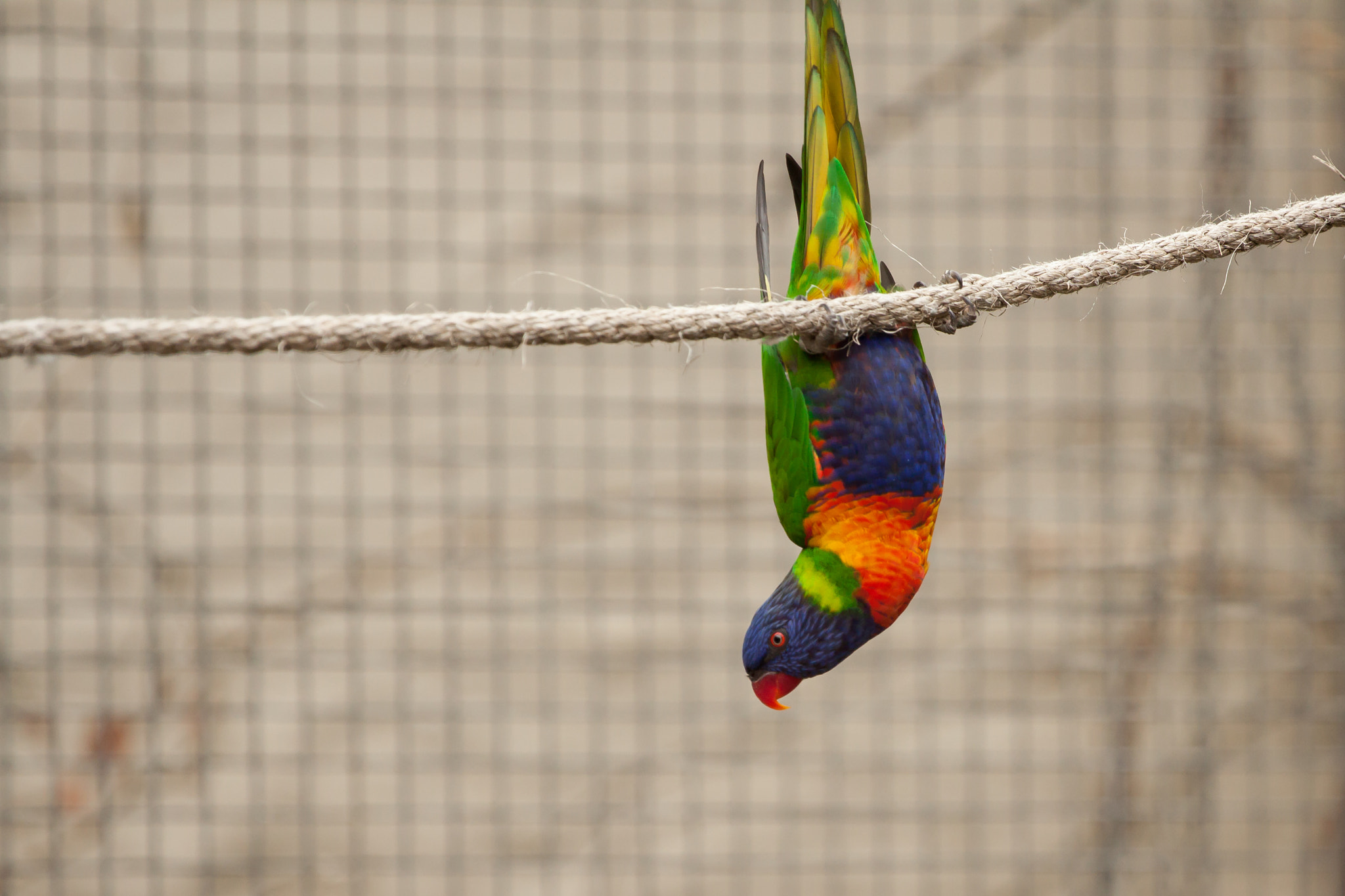 Canon EOS 50D + Canon EF 70-200mm F4L USM sample photo. ... photography