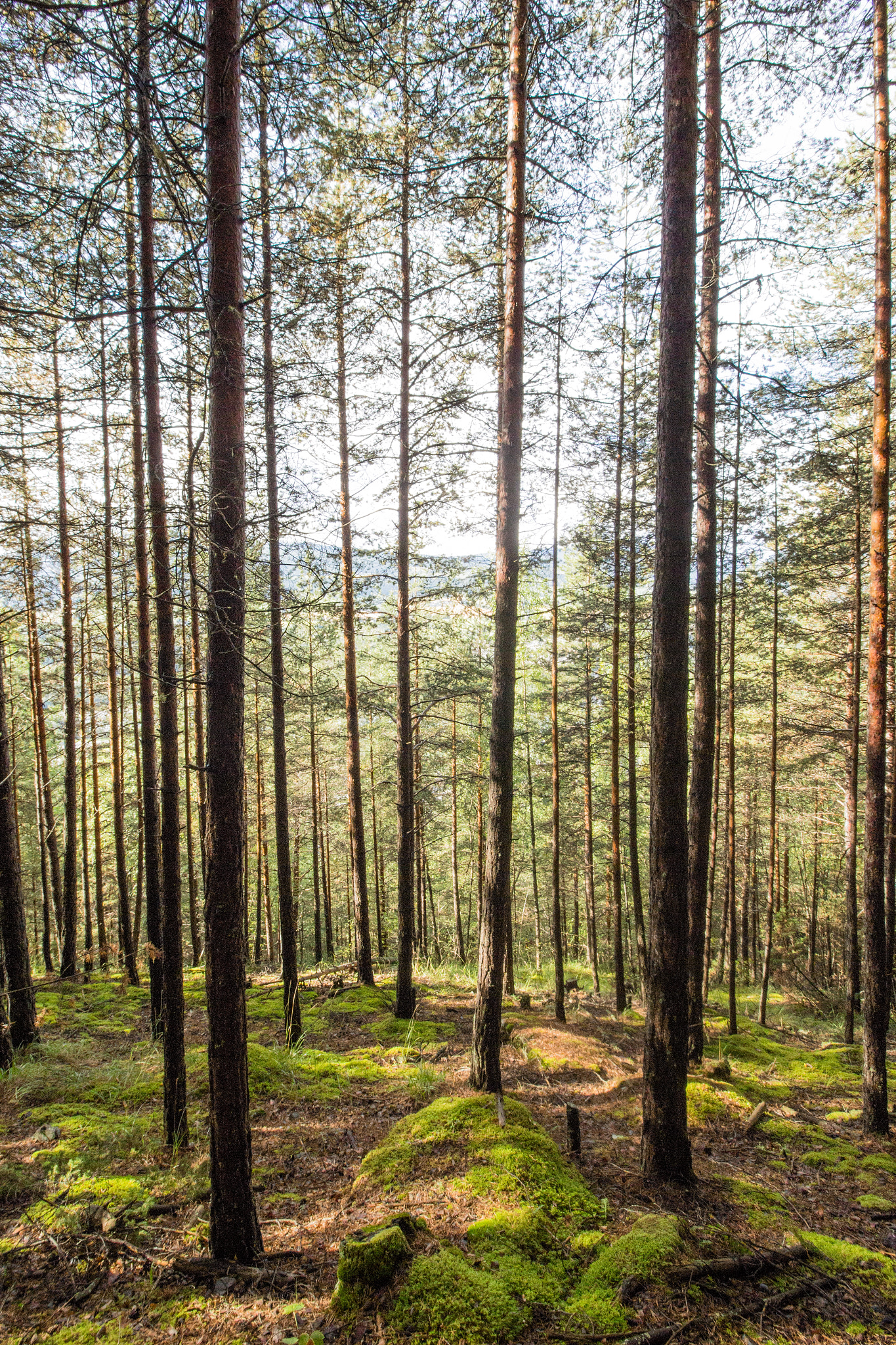 Canon EOS 650D (EOS Rebel T4i / EOS Kiss X6i) sample photo. Sunny forest photography