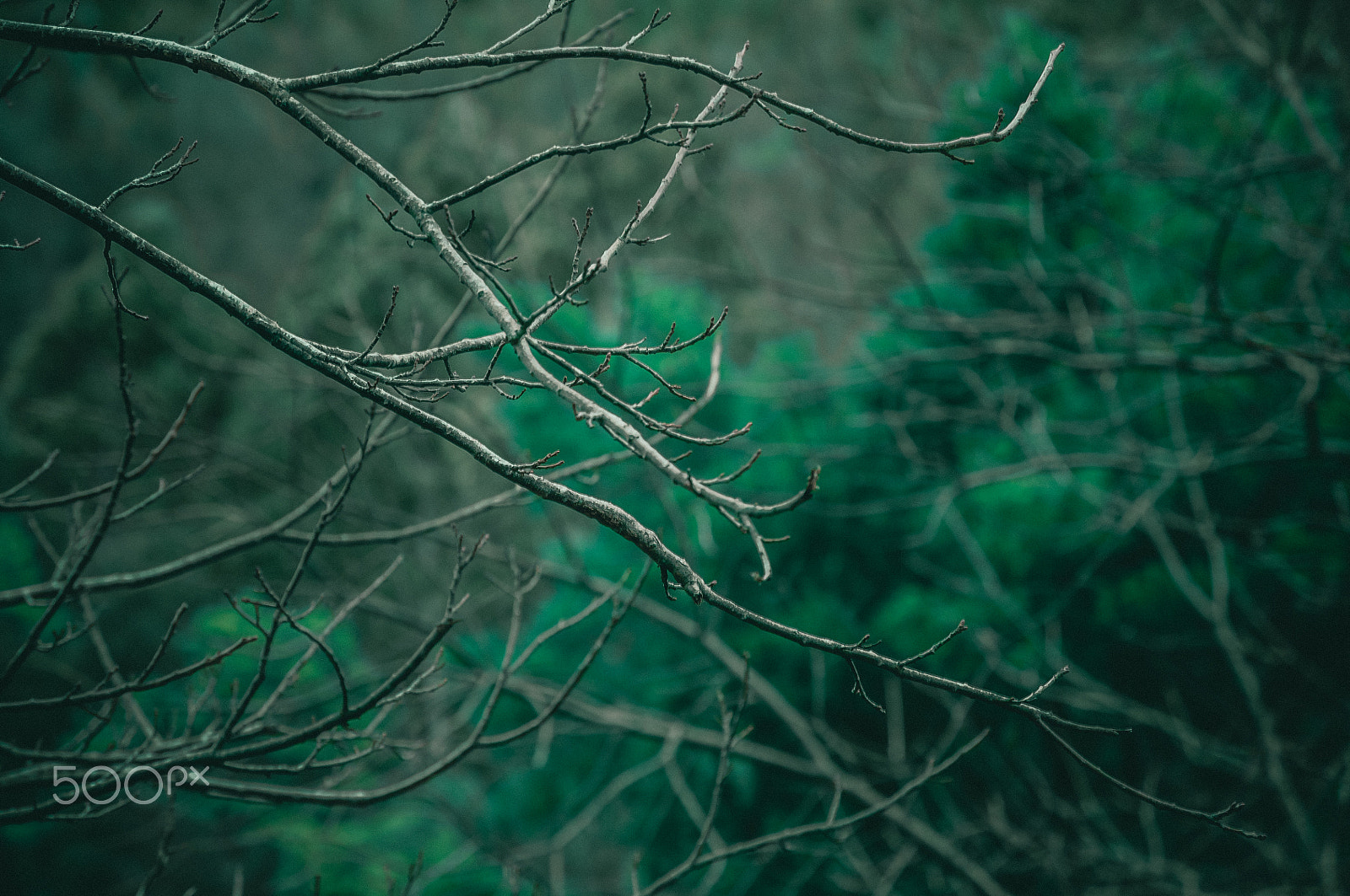 Nikon D5000 sample photo. Branches photography