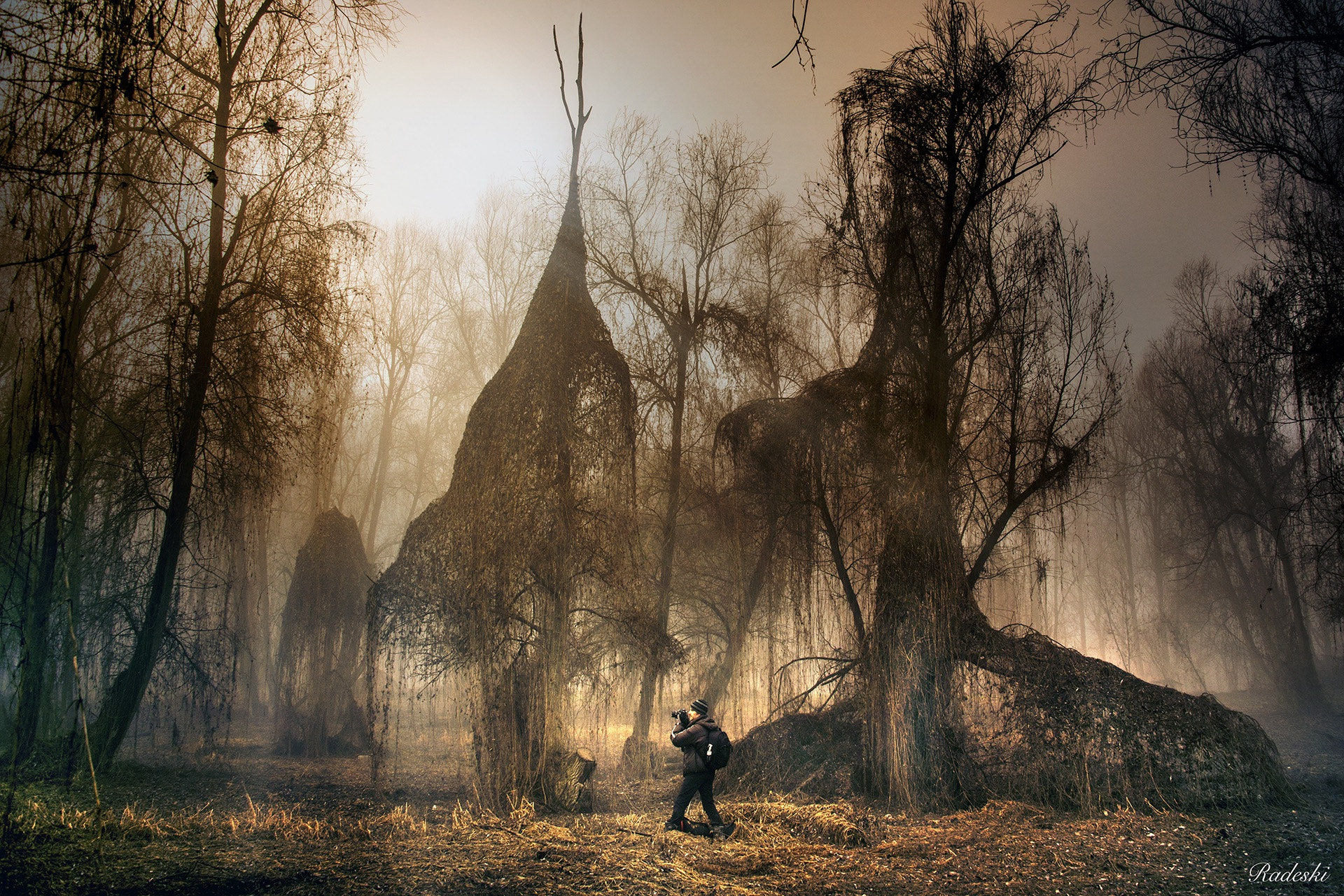 Nikon D800E sample photo. The witches woods photography