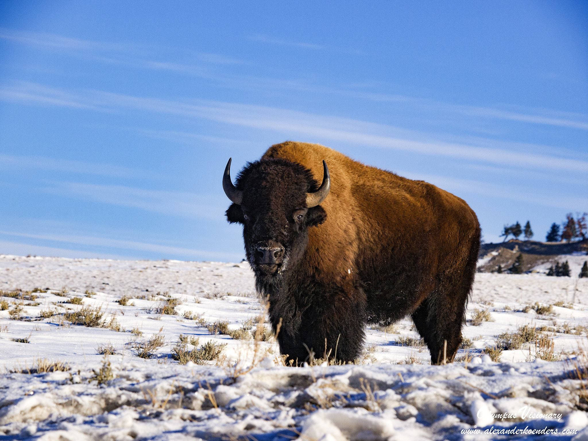 Olympus E-5 sample photo. Tatanka photography