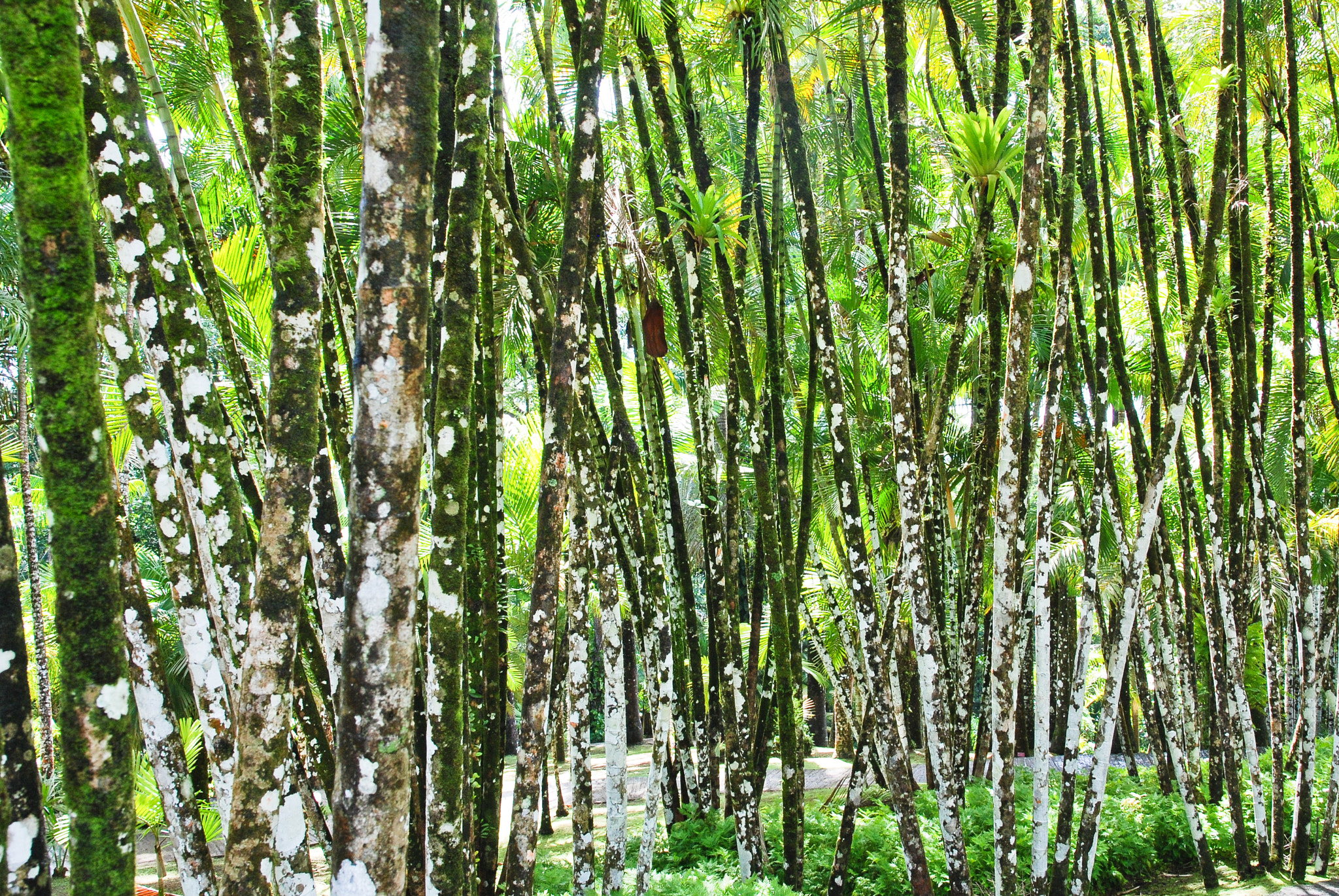 Nikon D80 sample photo. Mikado photography
