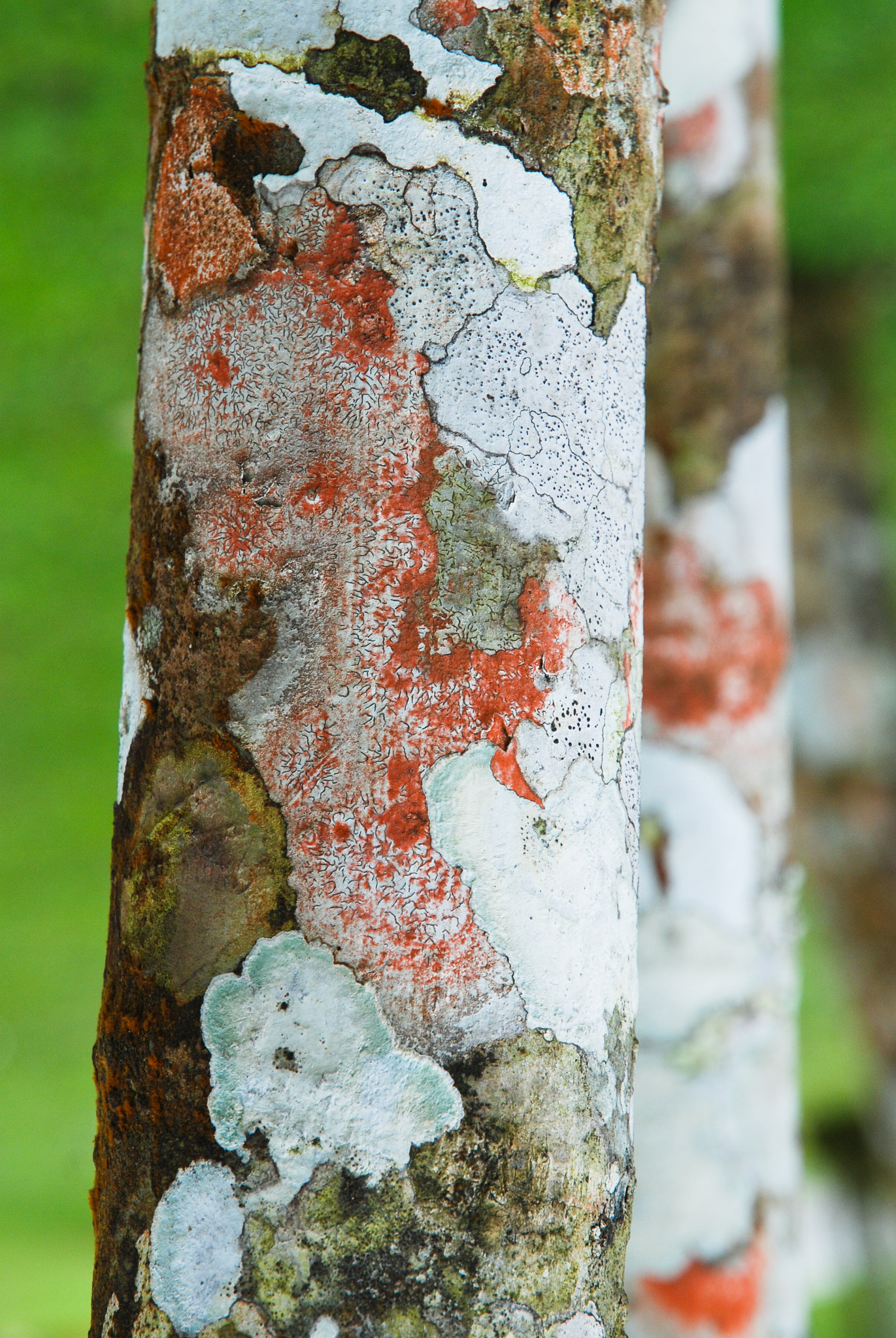 Nikon D80 sample photo. Natural painting photography