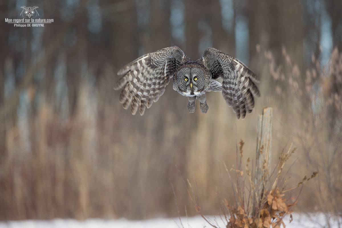 Canon EOS-1D X sample photo. Ggo in flight !! photography