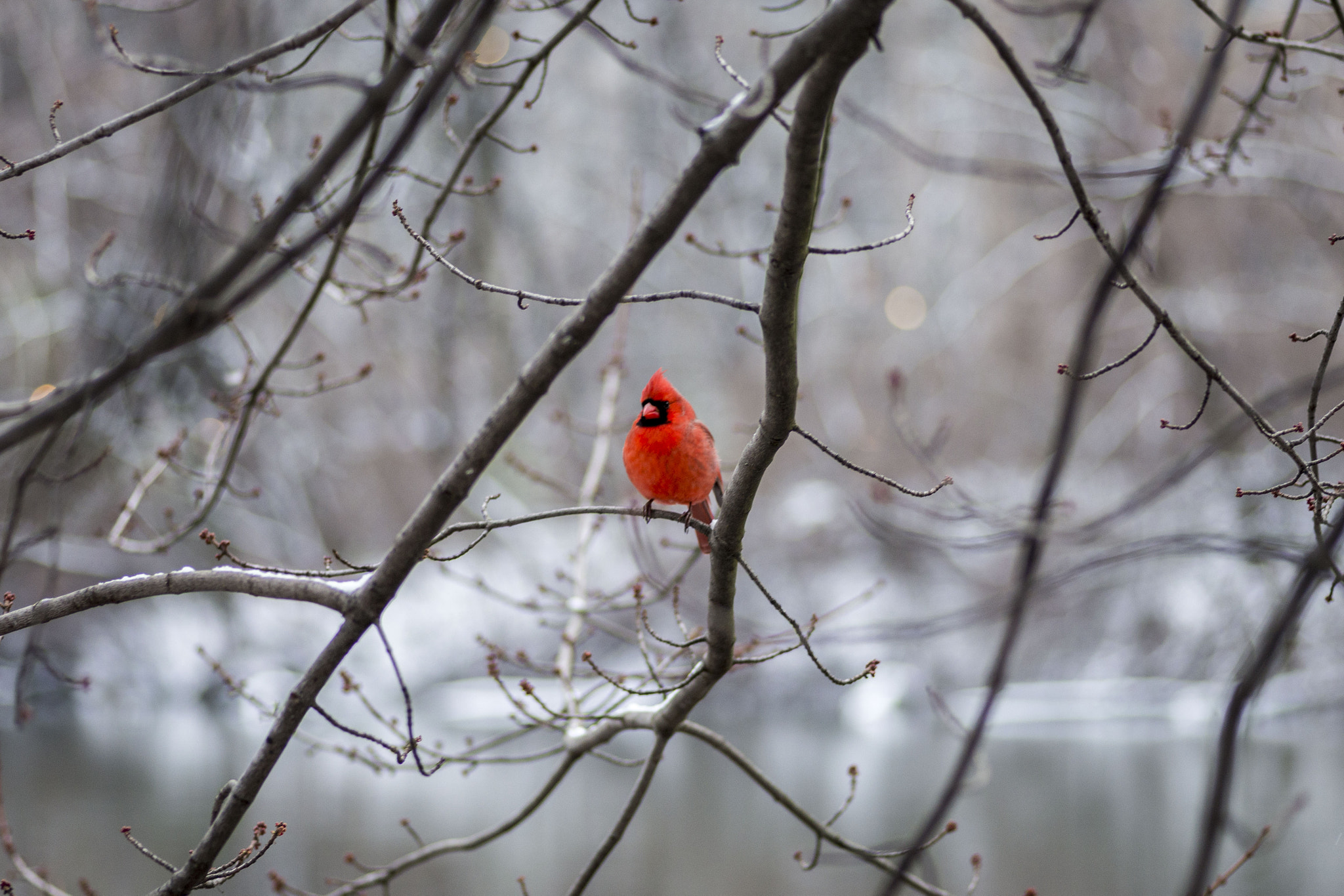 Tokina AT-X Pro 100mm F2.8 Macro sample photo. Red bird @ central park photography