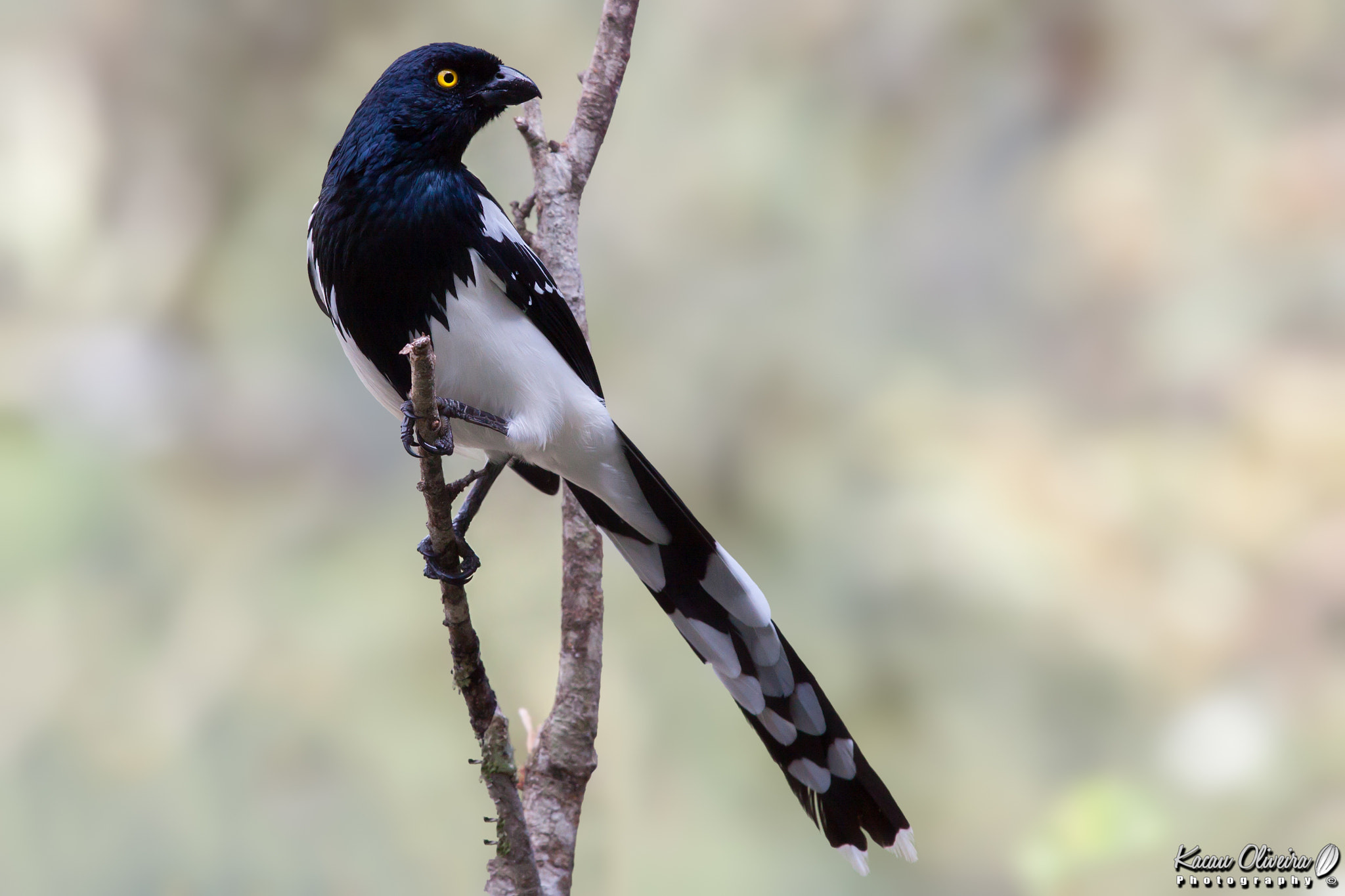 Canon EOS 50D + Canon EF 70-200mm F4L IS USM sample photo. Magpie tanager photography