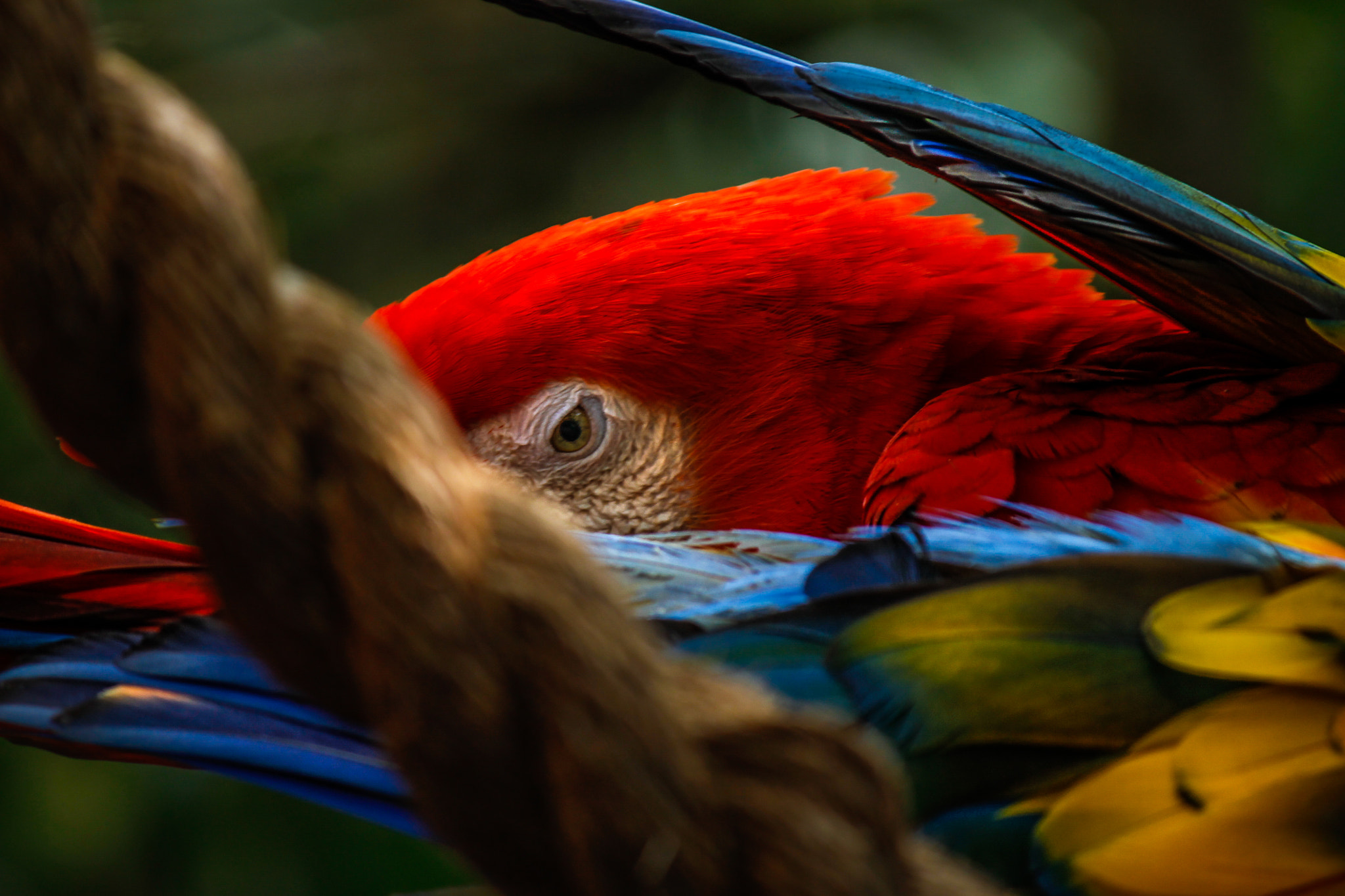 Canon EOS 1100D (EOS Rebel T3 / EOS Kiss X50) sample photo. Scarlet macaw photography