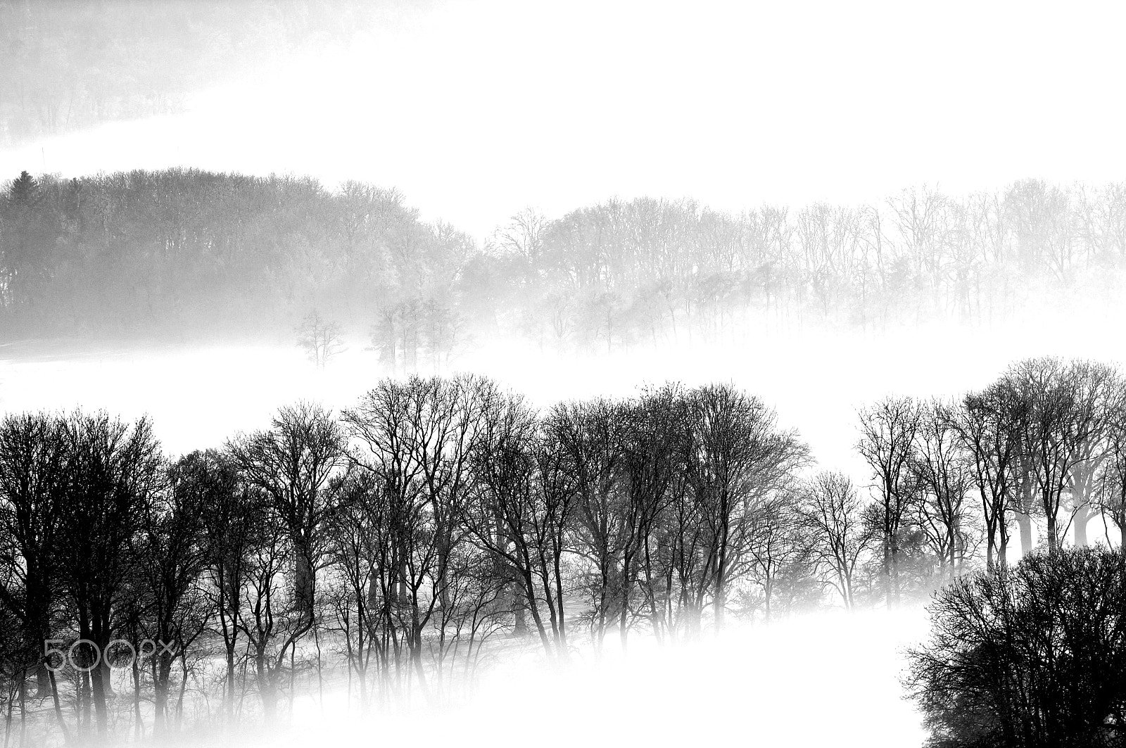 Sony FE 24-240mm F3.5-6.3 OSS sample photo. Trees on air photography