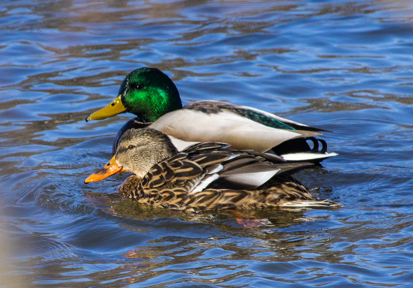 Canon EF-S 55-250mm F4-5.6 IS STM sample photo. A pair of juvenile mallards at the carnegie lake, princeton nj photography