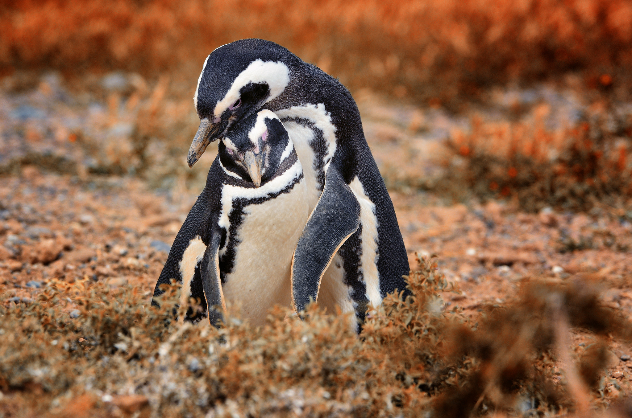 Nikon AF-S Nikkor 70-200mm F4G ED VR sample photo. Penguin love photography