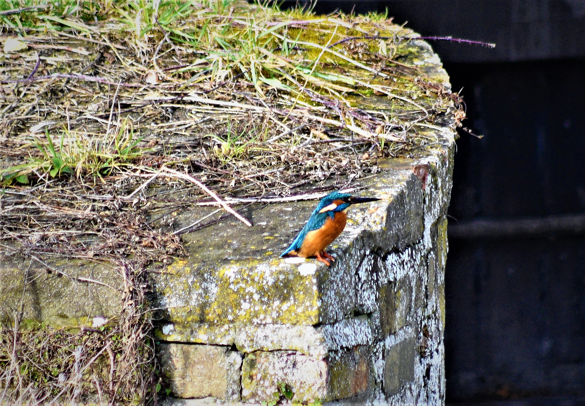 Sigma 70-300mm F4-5.6 APO DG Macro sample photo. Kingfisher photography