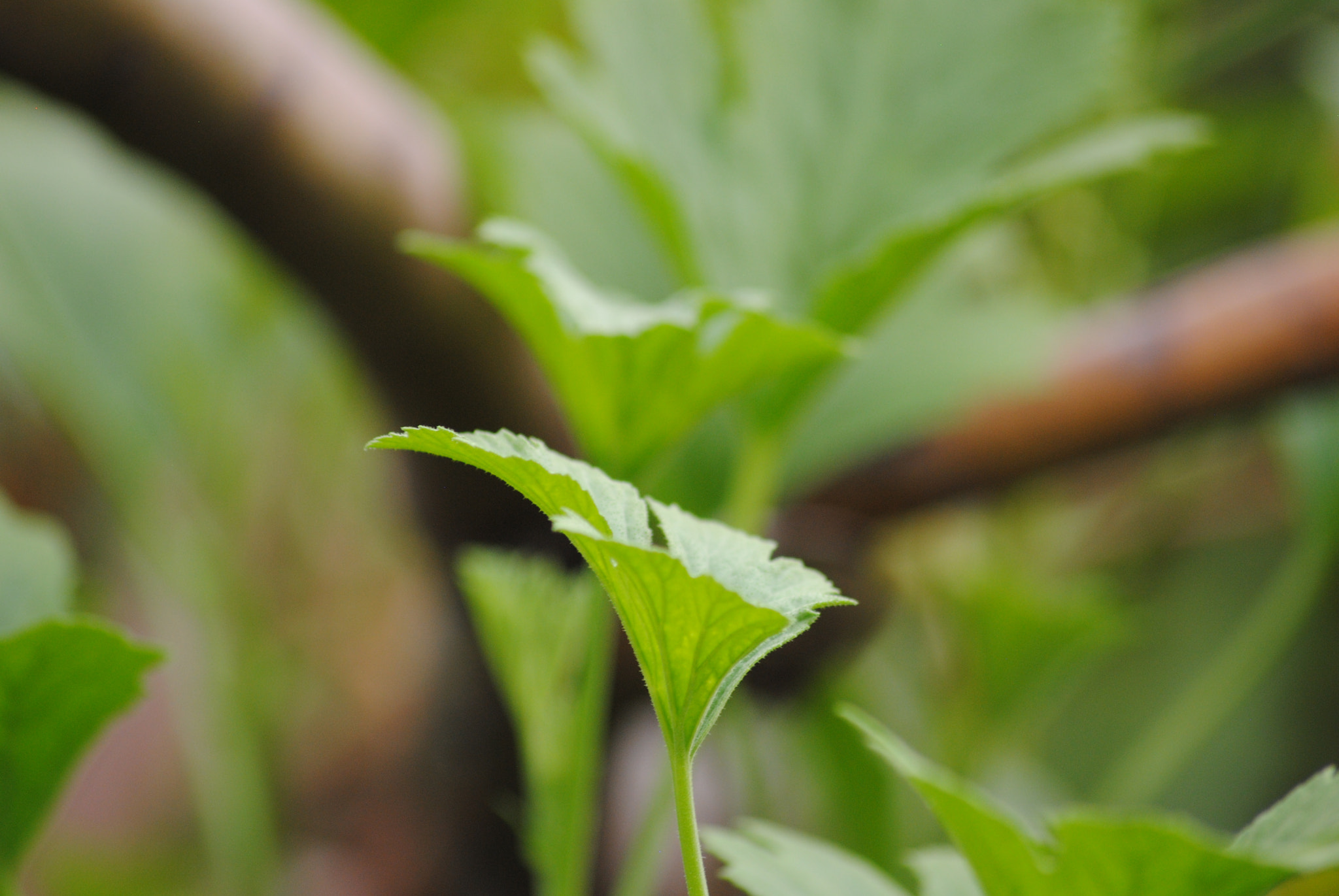 Sigma 70-300mm F4-5.6 APO DG Macro sample photo. Little green photography