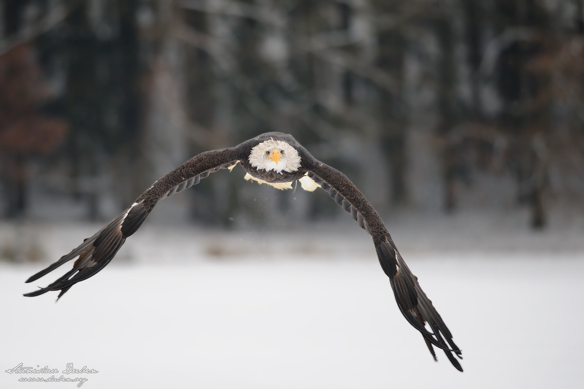 Nikon D3S + Nikon AF-S Nikkor 300mm F4D ED-IF sample photo. Bald eagle photography