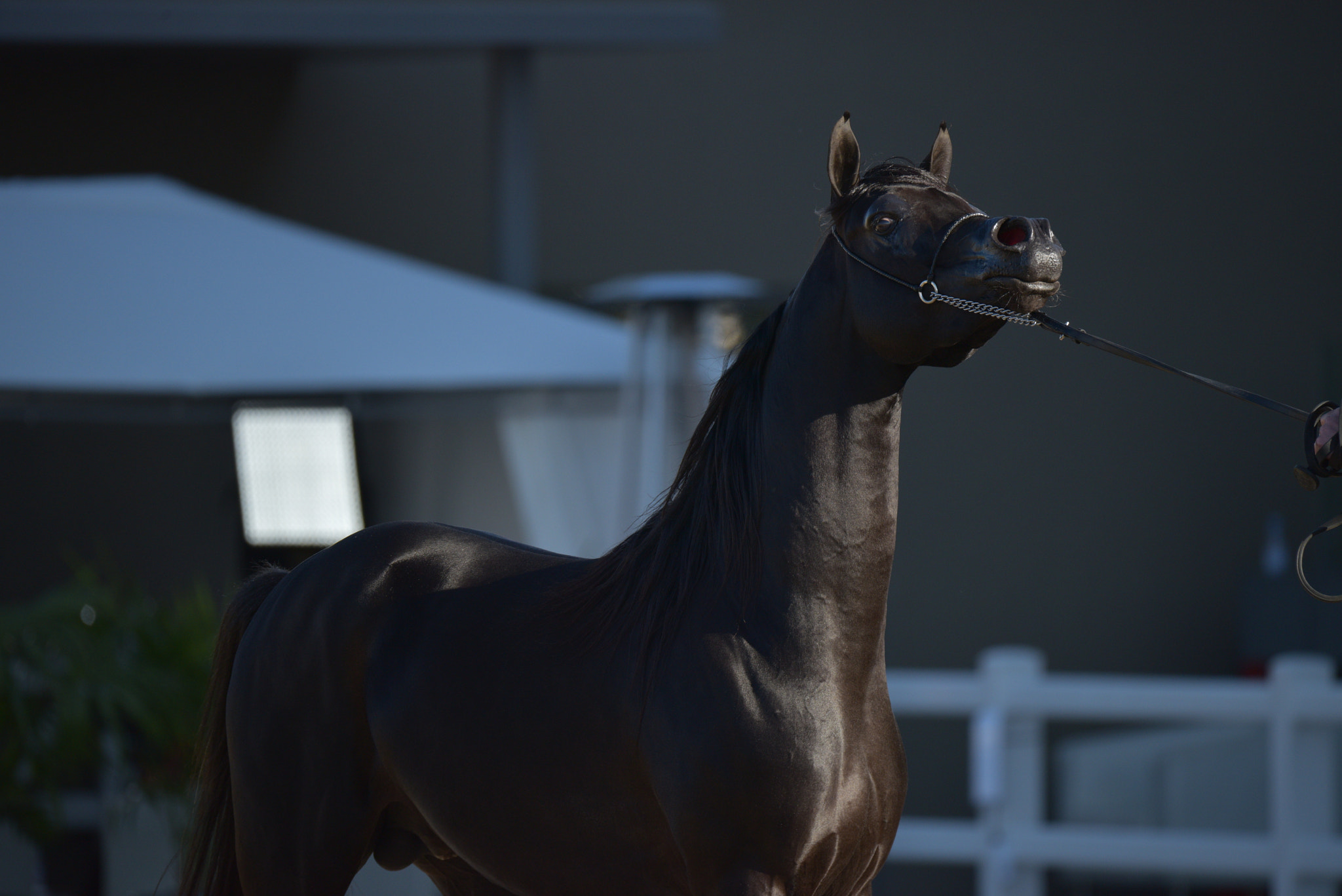 Sigma 150-600mm F5-6.3 DG OS HSM | S sample photo
