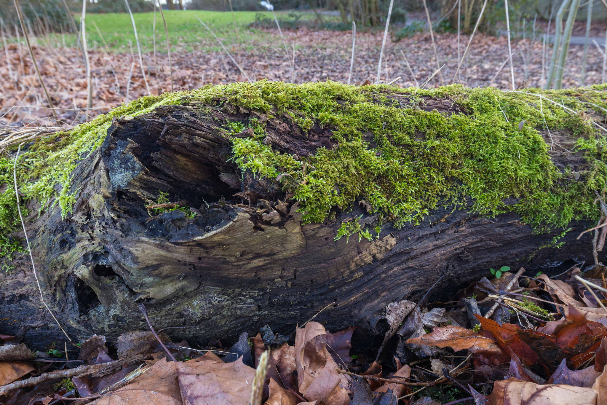 Canon EOS M5 sample photo. Rotten log filled with moss and other plants growing photography
