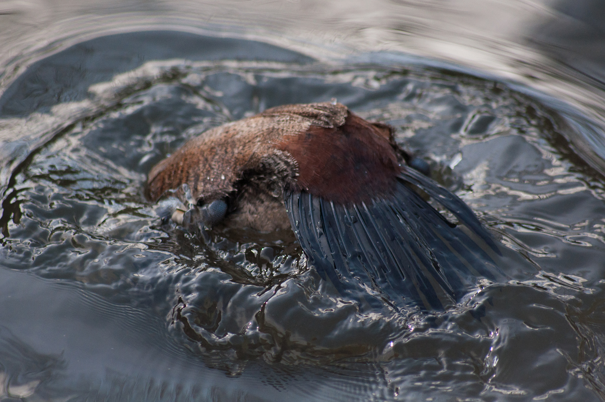Sigma 70-300mm F4-5.6 APO DG Macro sample photo. Ducks butt photography