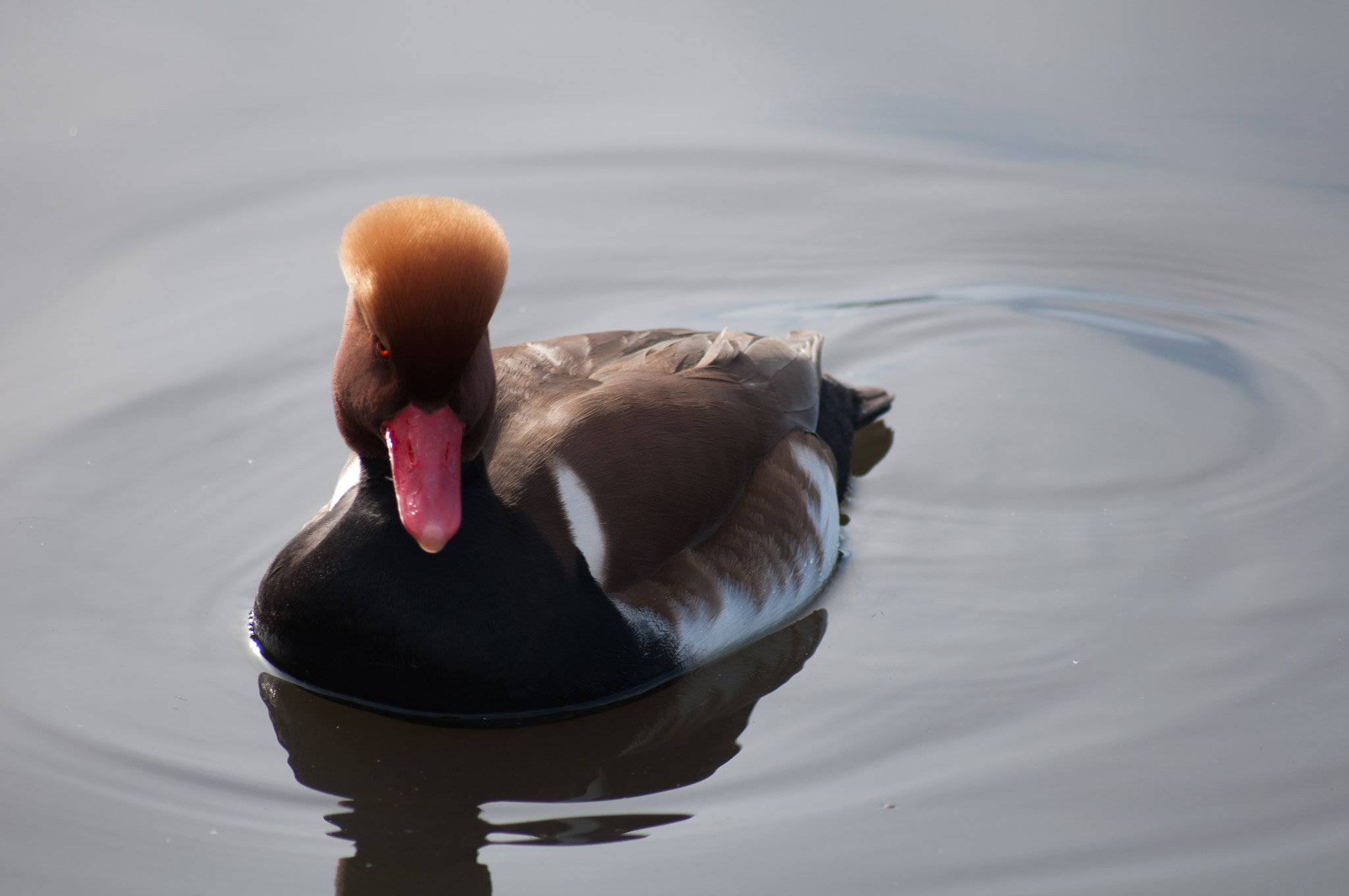 Sigma 70-300mm F4-5.6 APO DG Macro sample photo. Red crested pochard adult photography