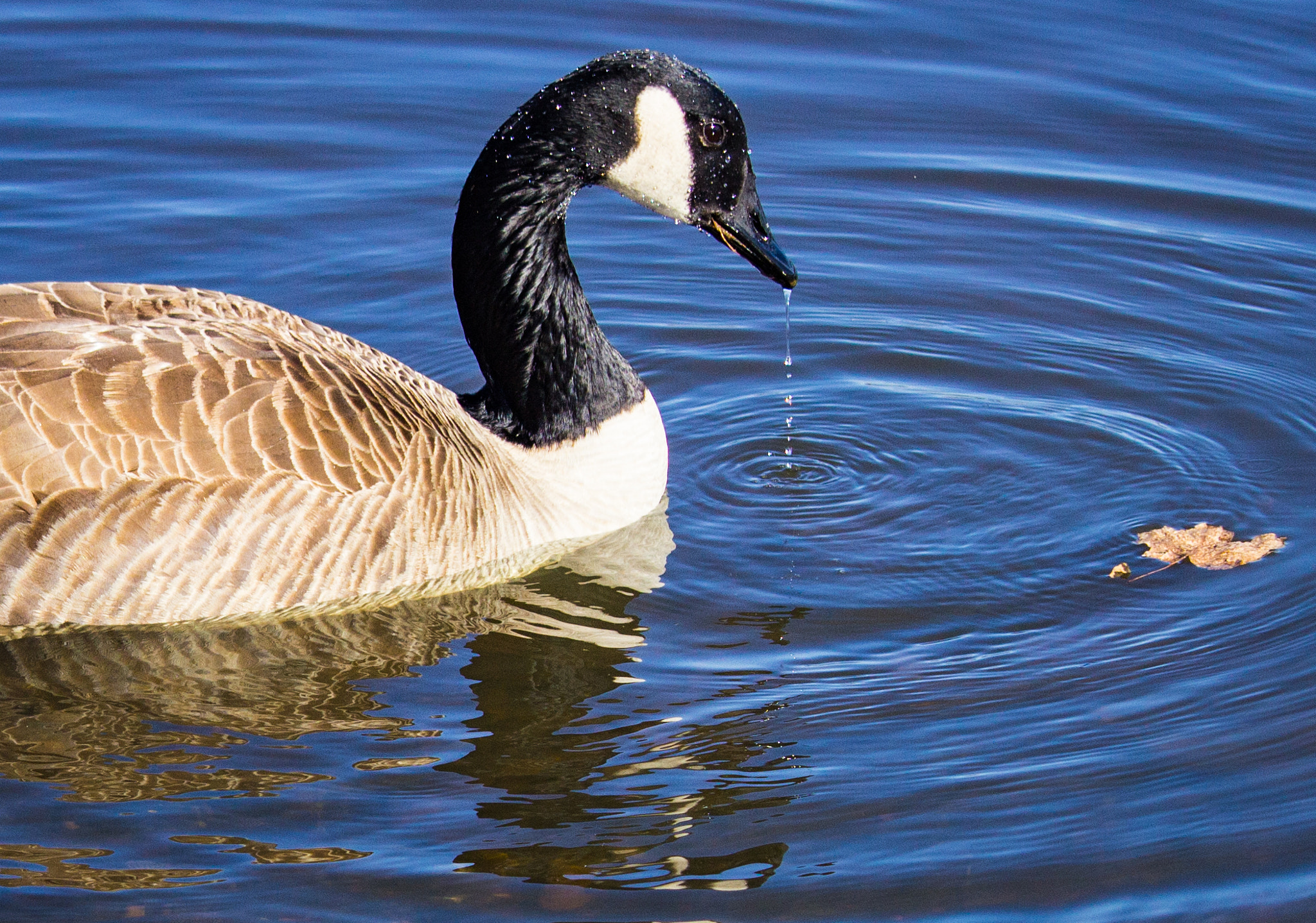 Canon EOS 600D (Rebel EOS T3i / EOS Kiss X5) + Canon EF-S 55-250mm F4-5.6 IS STM sample photo. Migratory canadian goose captured ducking in princeton, nj photography