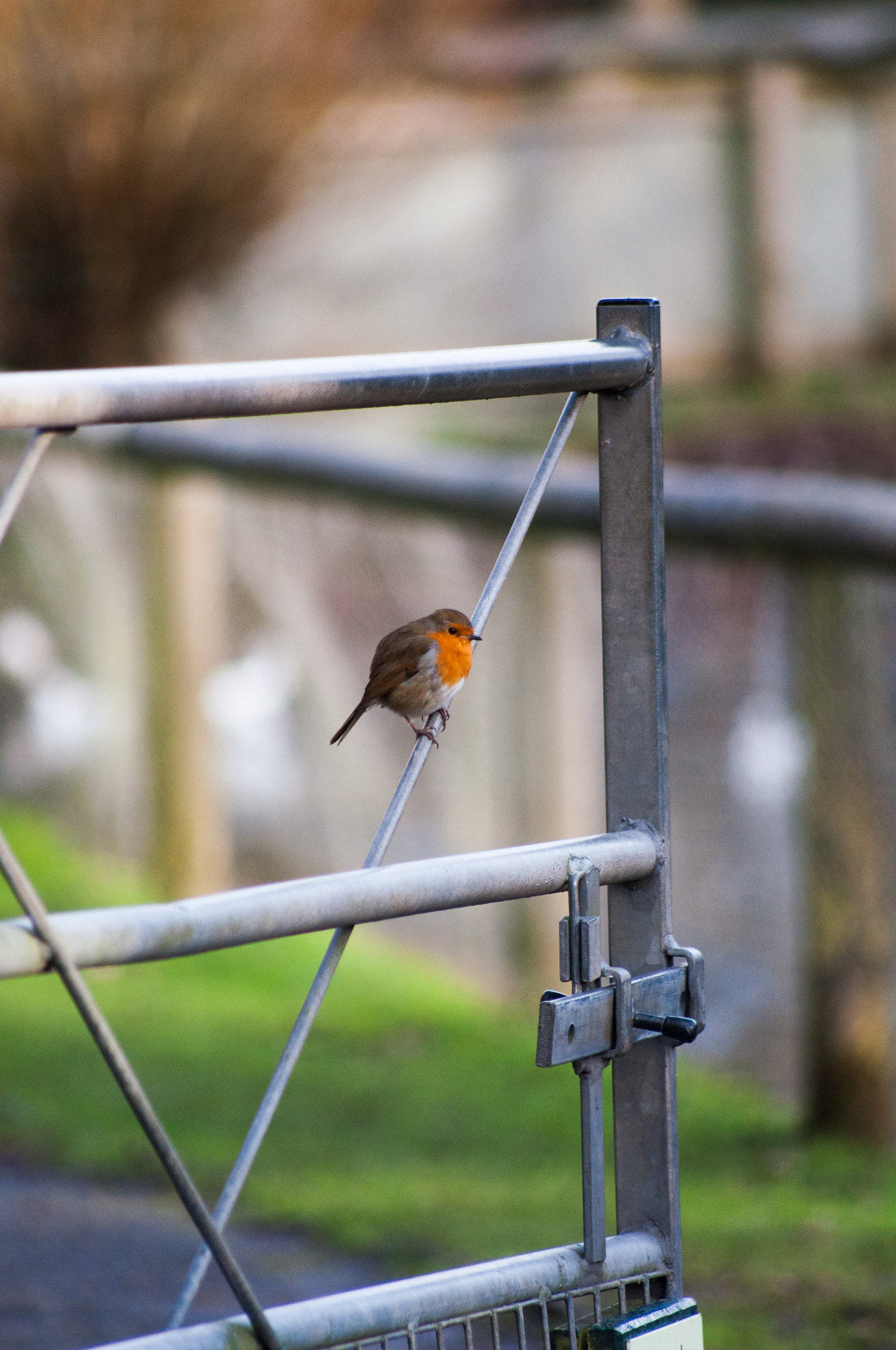 Sigma 70-300mm F4-5.6 APO DG Macro sample photo. Robin on gate photography