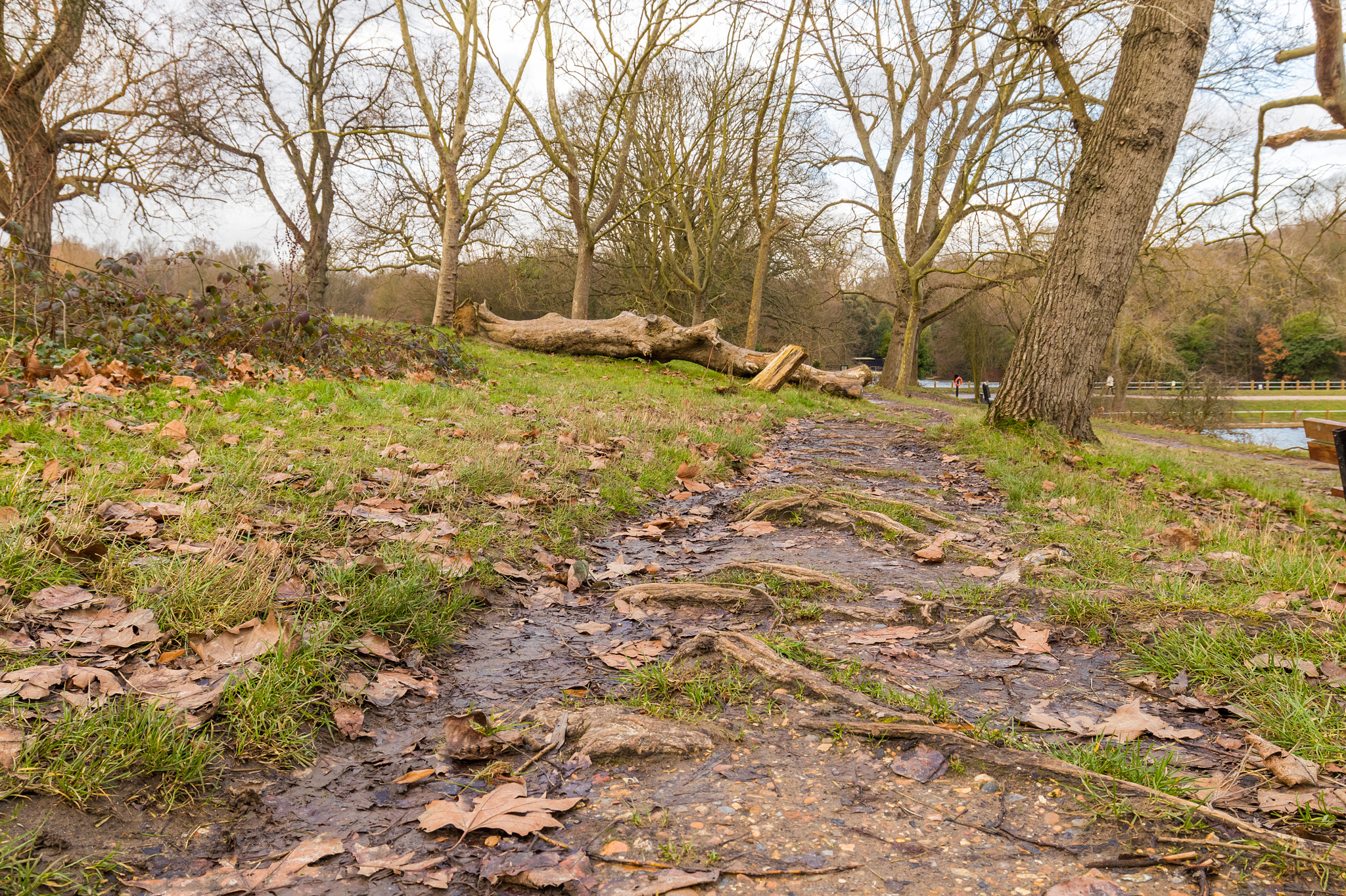 Canon EOS M5 sample photo. Fallen tree in the park and left to rot photography