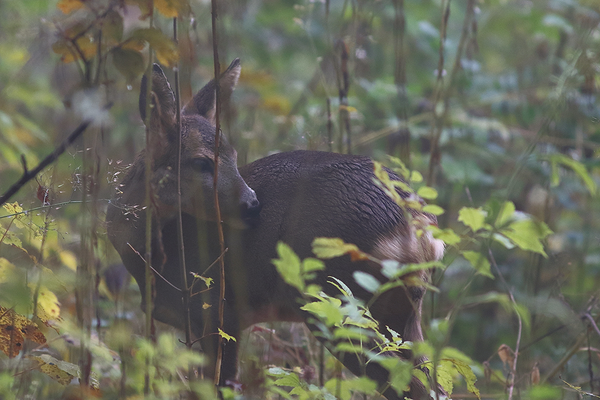 Canon EOS 7D Mark II + Canon EF 300mm F4L IS USM sample photo. Young roe deer. washing after a showing. photography