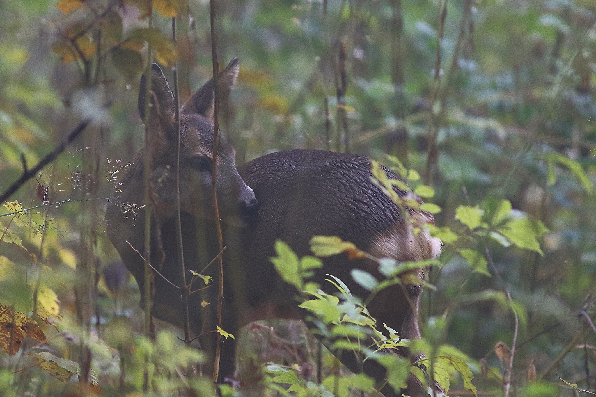 Canon EF 300mm F4L IS USM sample photo. Young roe deer. washing after a showing. photography