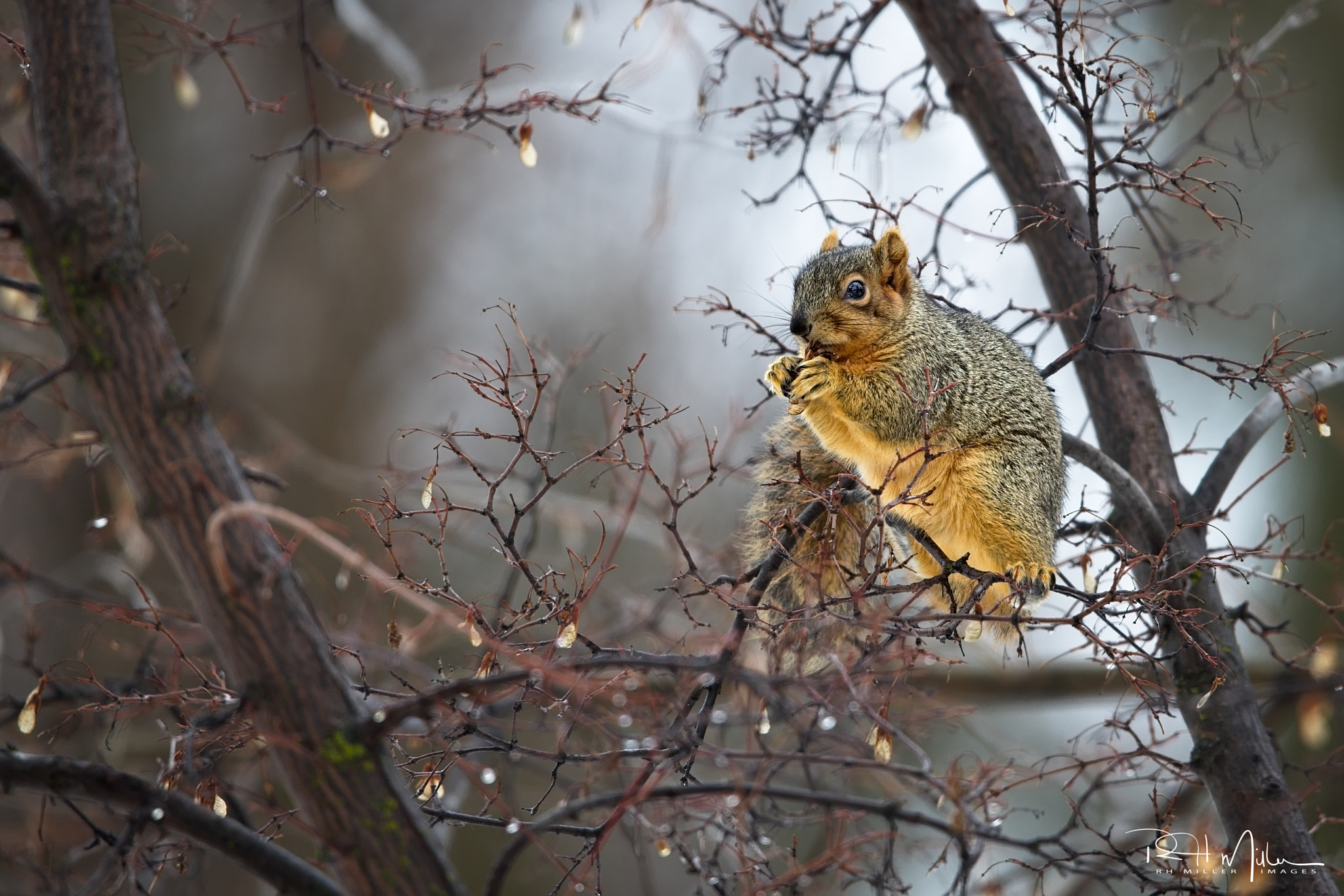 Canon EF 600mm F4L IS II USM sample photo. Squirrel photography