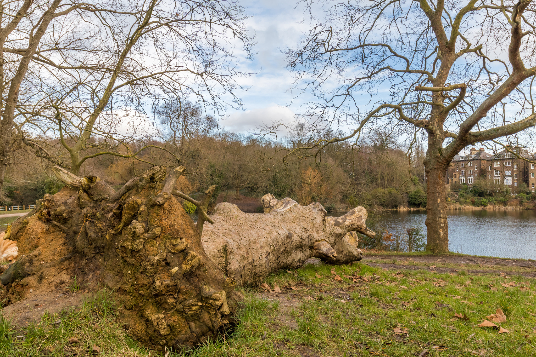 Canon EOS M5 + Canon EF 16-35mm F4L IS USM sample photo. Fallen tree in the park and left to rot photography