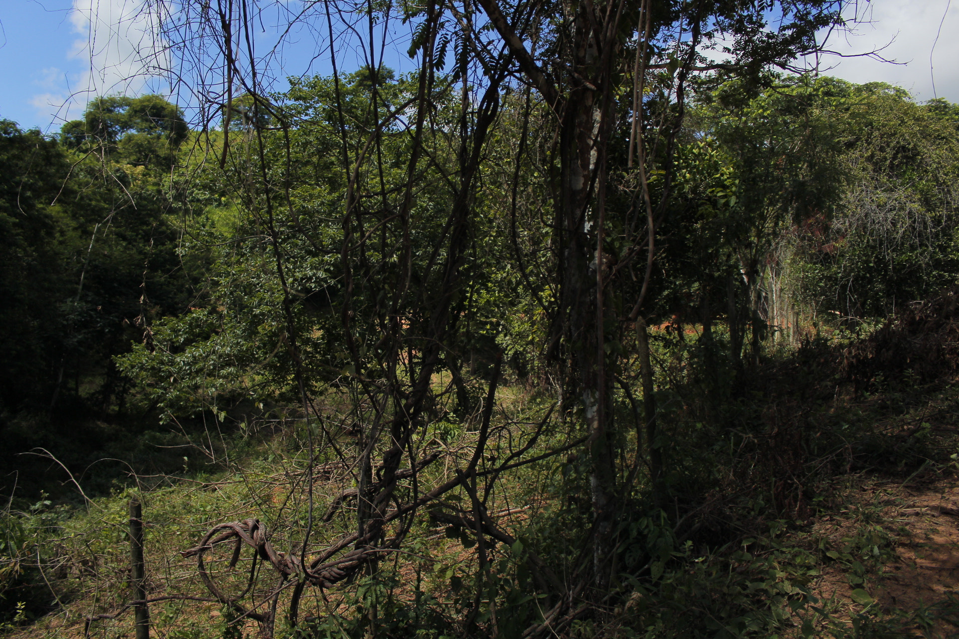 Canon EOS 1200D (EOS Rebel T5 / EOS Kiss X70 / EOS Hi) + Canon EF-S 18-55mm F3.5-5.6 IS STM sample photo. São sebastião do maranhão - minas gerais photography