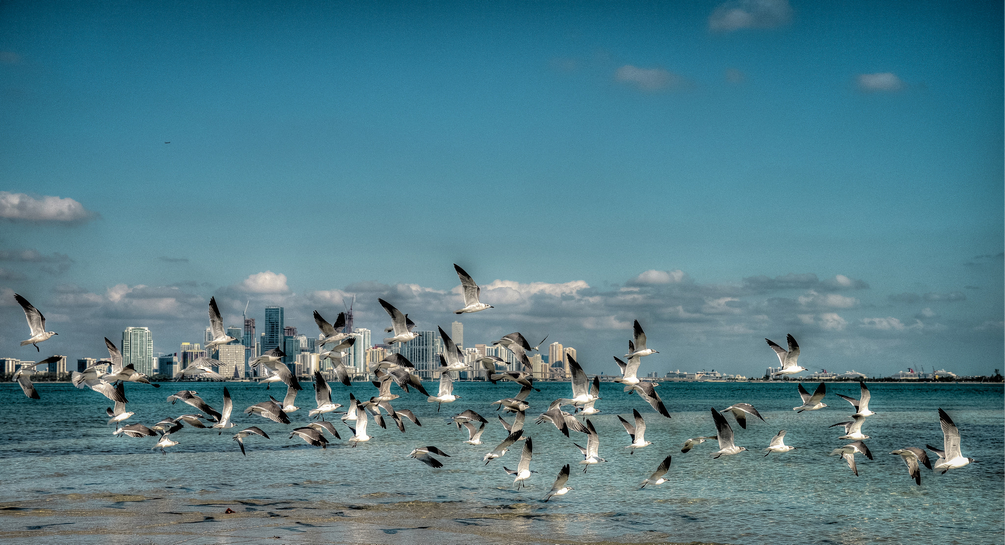 Nikon D810 sample photo. Miami seagulls photography