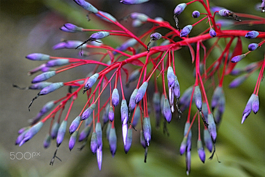 Canon EF 100mm F2.8 Macro USM sample photo. Flores photography